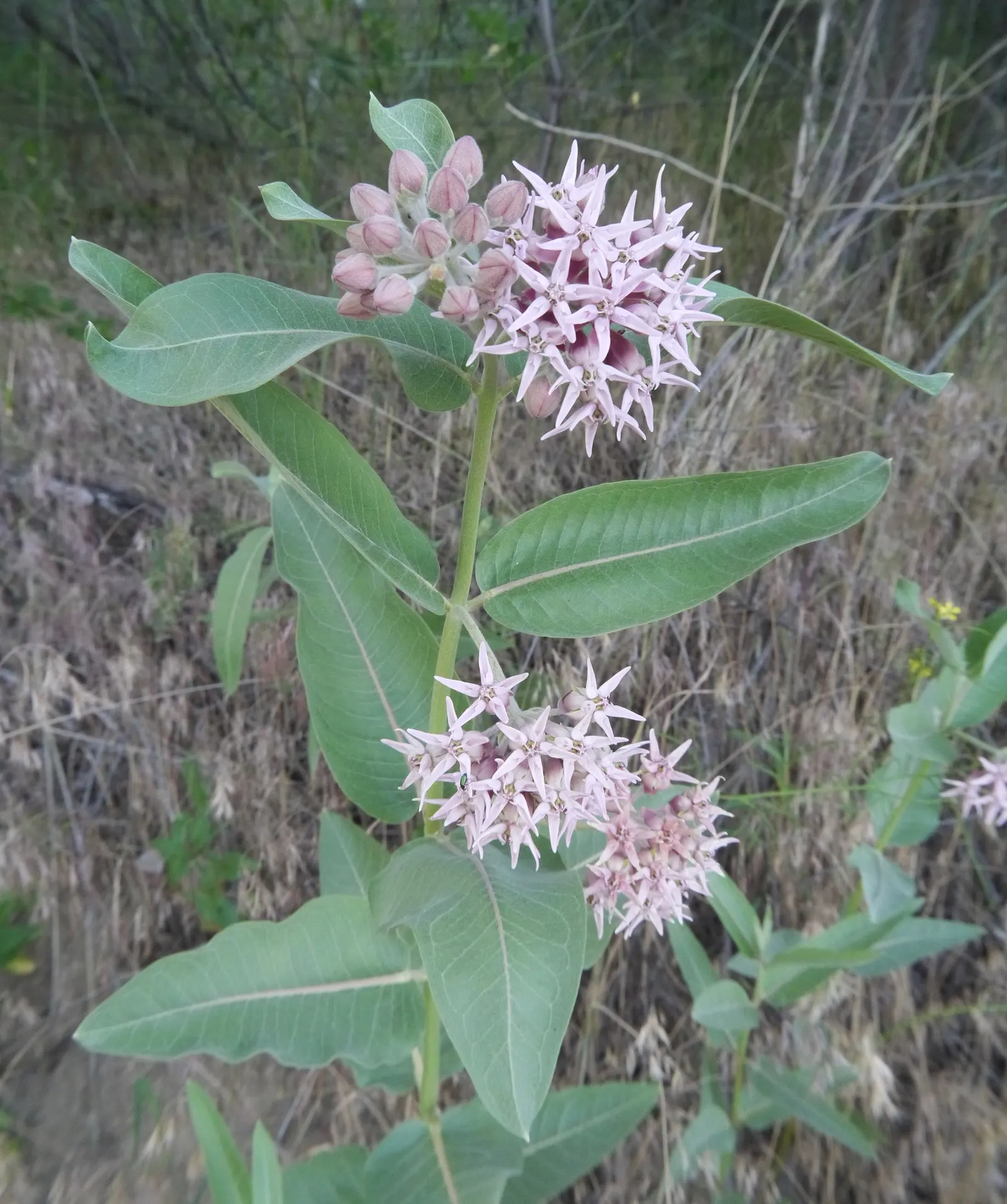 Showy Milkweed (Asclepias Speciosa) — making it a low-maintenance choice for xeriscaping or naturalistic plantings