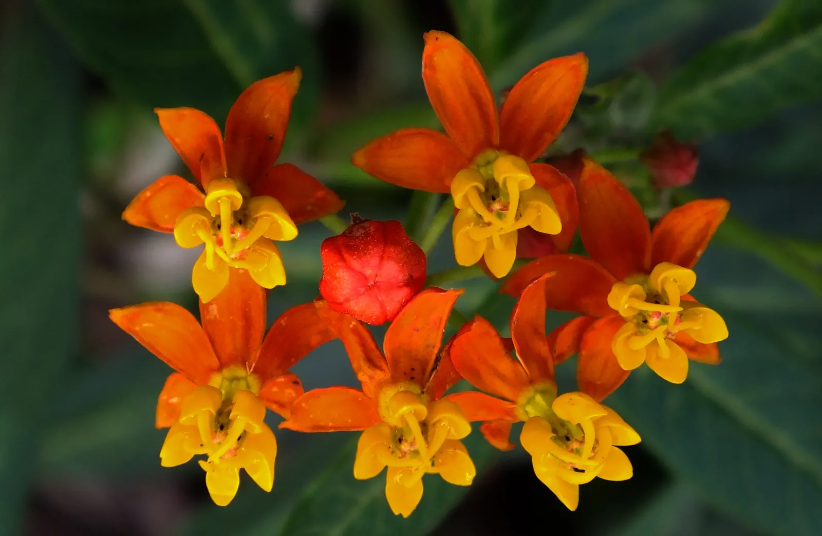Showy Milkweed (Asclepias Speciosa) — The leaves are broad and oblong; large leaves.<br><br>Reaching heights of about 2 to 4 feet with a similar, image 98