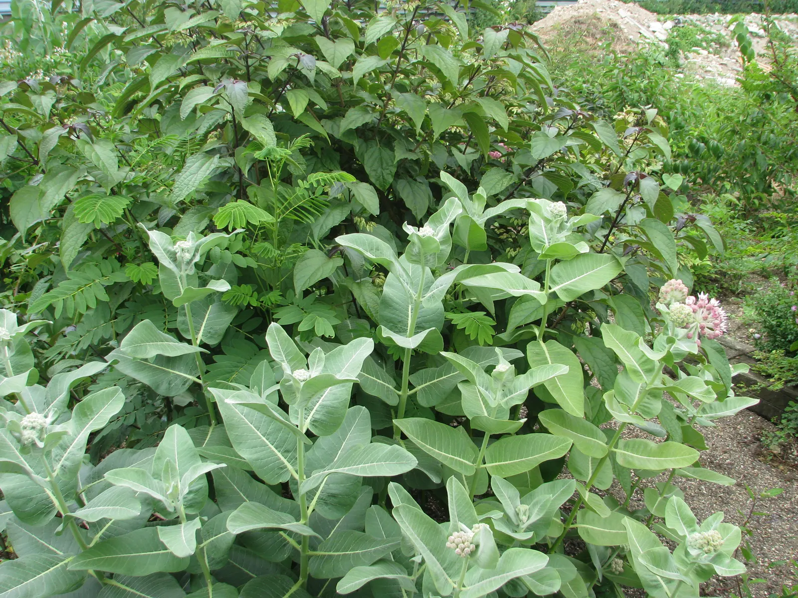 Showy Milkweed (Asclepias Speciosa) — consider massing the Showy Milkweed in sunny borders or wildflower meadows