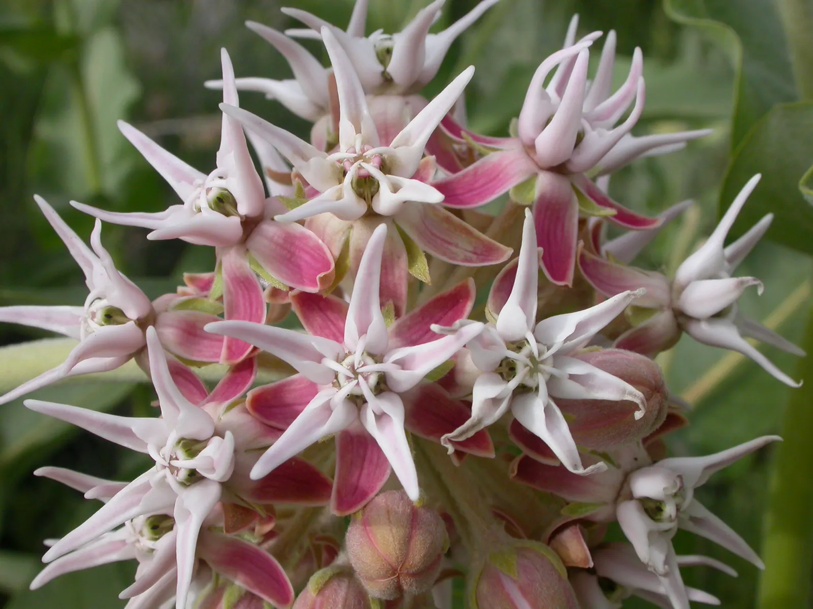 Showy Milkweed (Asclepias Speciosa) — the plant is adorned with alluring spherical flower clusters; enhancing the aesthetic and wildlife value of your client's