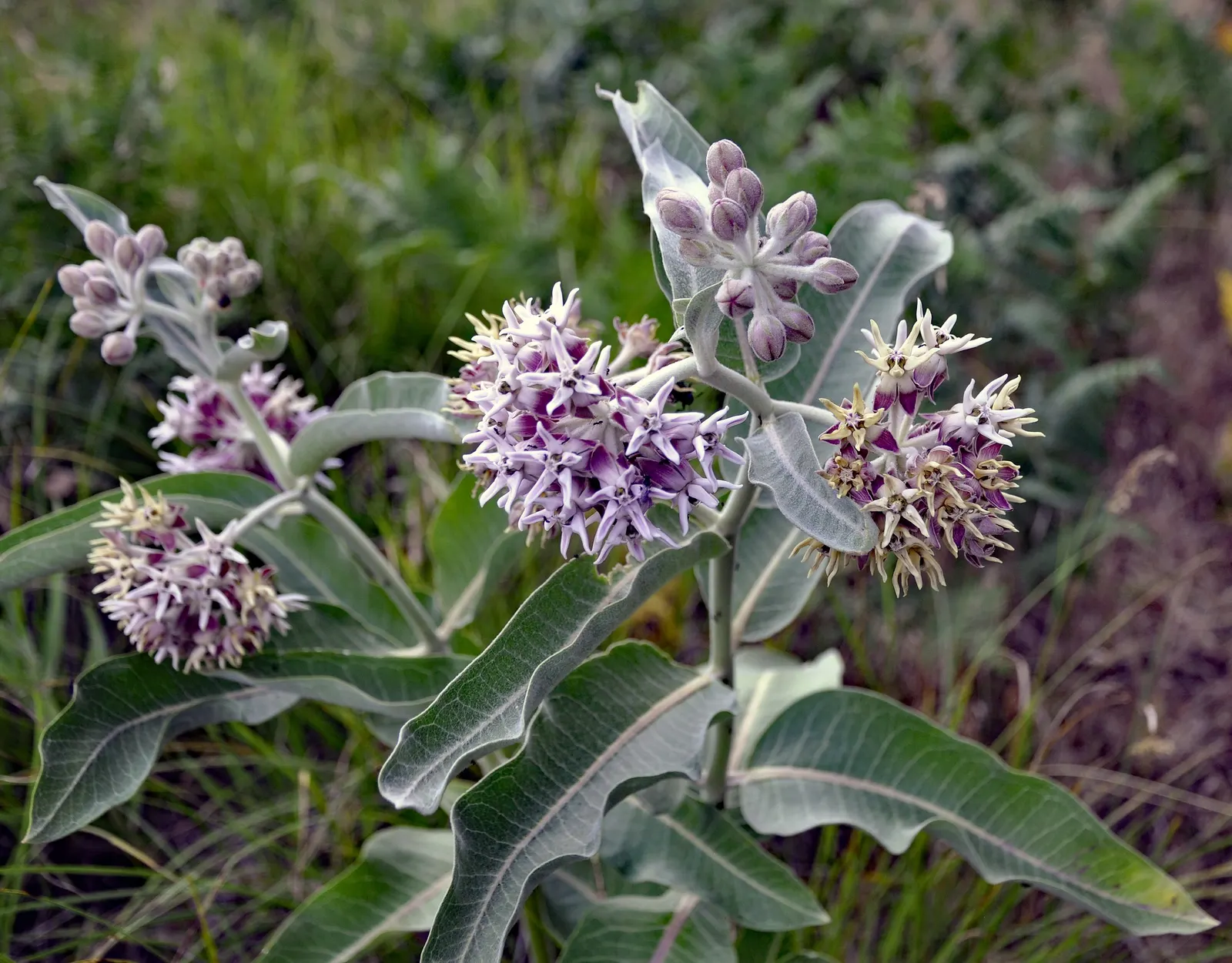Showy Milkweed (Asclepias Speciosa) — It's drought-tolerant, making it suitable for xeriscaping; it is drought-tolerant once established