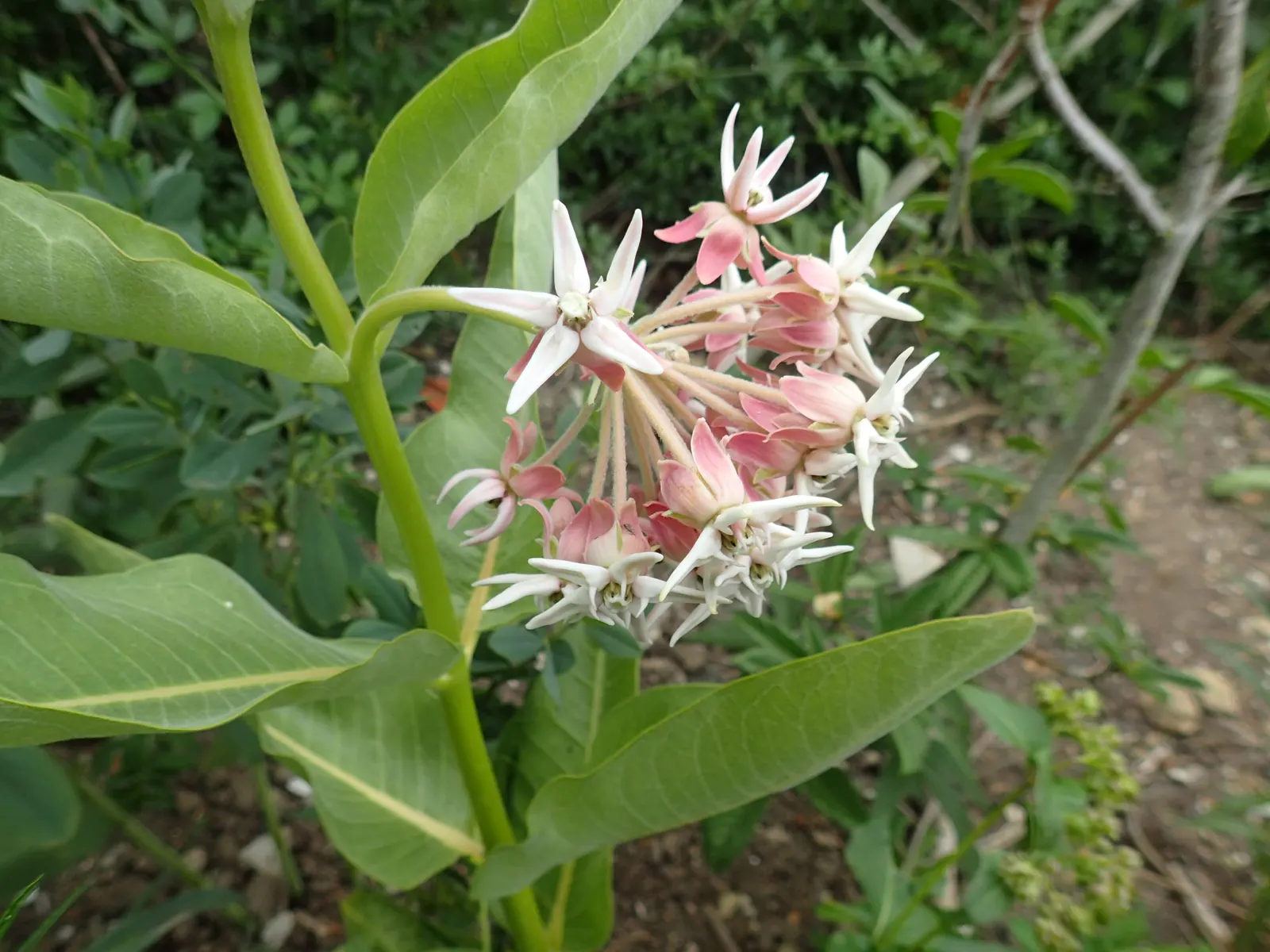 Showy Milkweed (Asclepias Speciosa) — the plant is adorned with alluring spherical flower clusters
