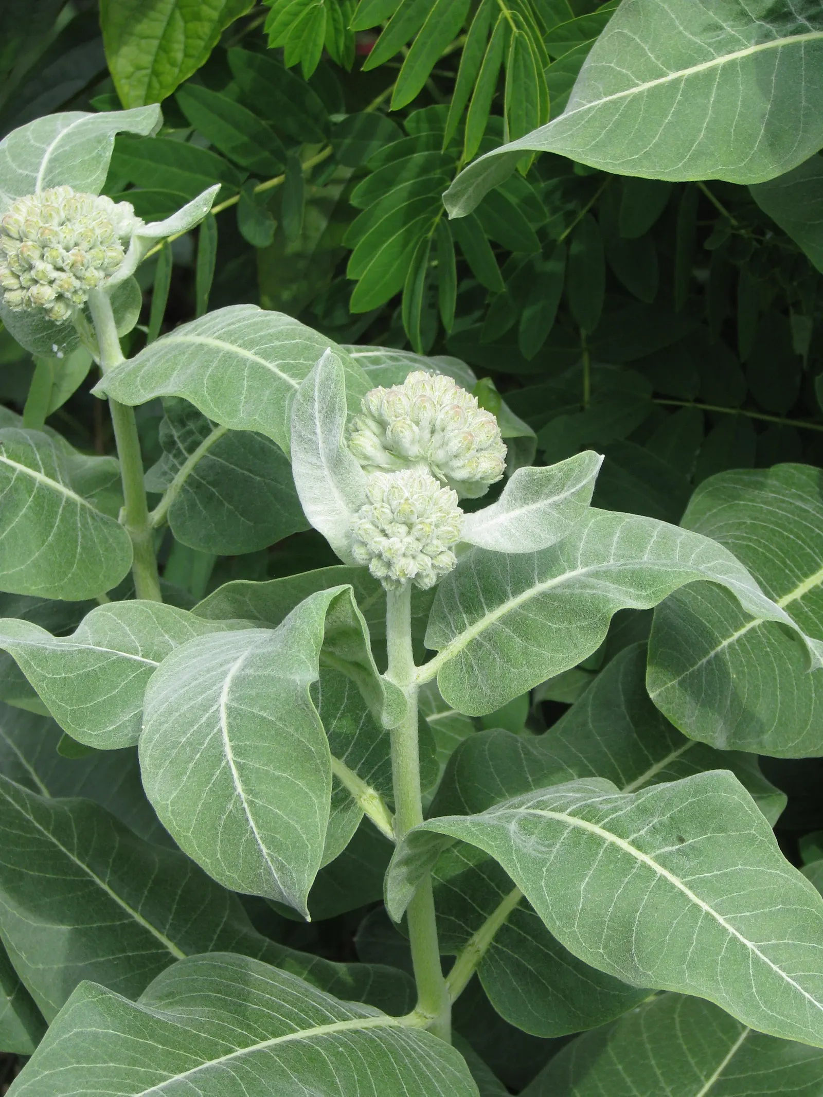 Showy Milkweed (Asclepias Speciosa) — providing essential caterpillar habitat and food source with its lush; large leaves.<br><br>Reaching heights, image 94