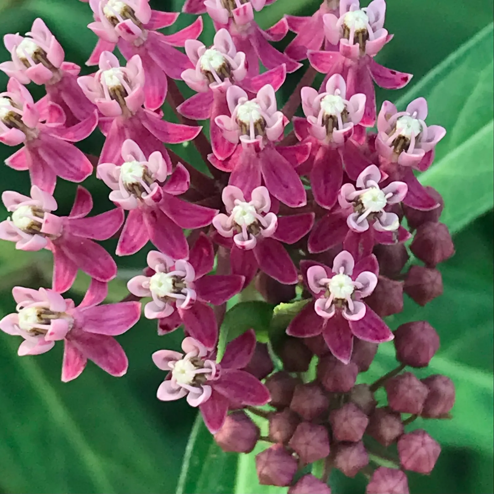 Showy Milkweed (Asclepias Speciosa) — making it a low-maintenance choice for xeriscaping or naturalistic plantings; it is drought-tolerant once, image 75