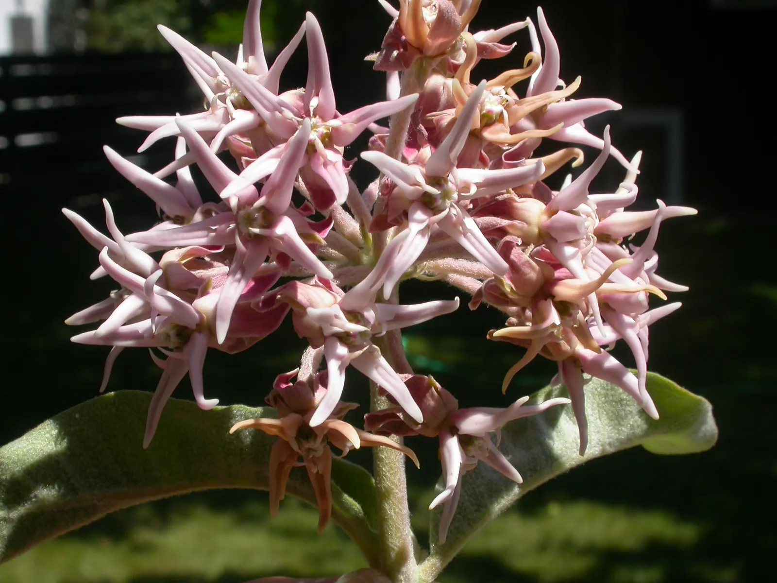 Showy Milkweed (Asclepias Speciosa) — is a perennial wildflower native to the western and central regions of North America; it is drought-tolerant, image 63