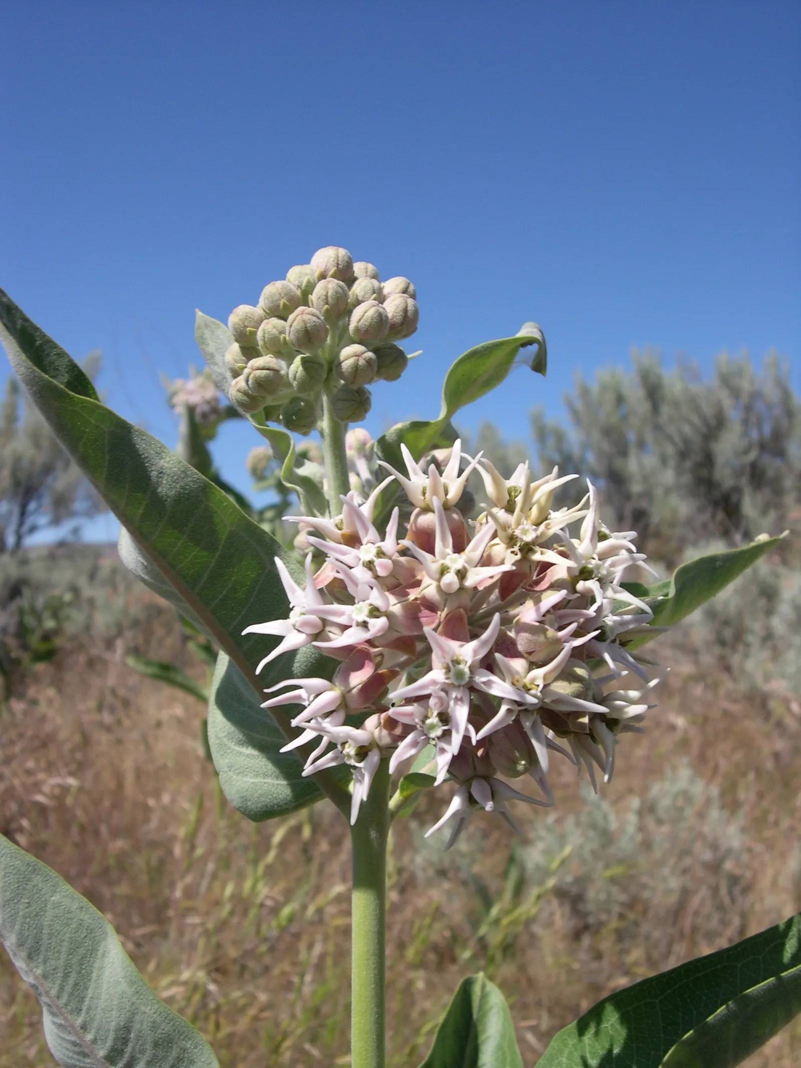 Showy Milkweed (Asclepias Speciosa) — providing essential caterpillar habitat and food source with its lush; large leaves.<br><br>Reaching heights, image 66