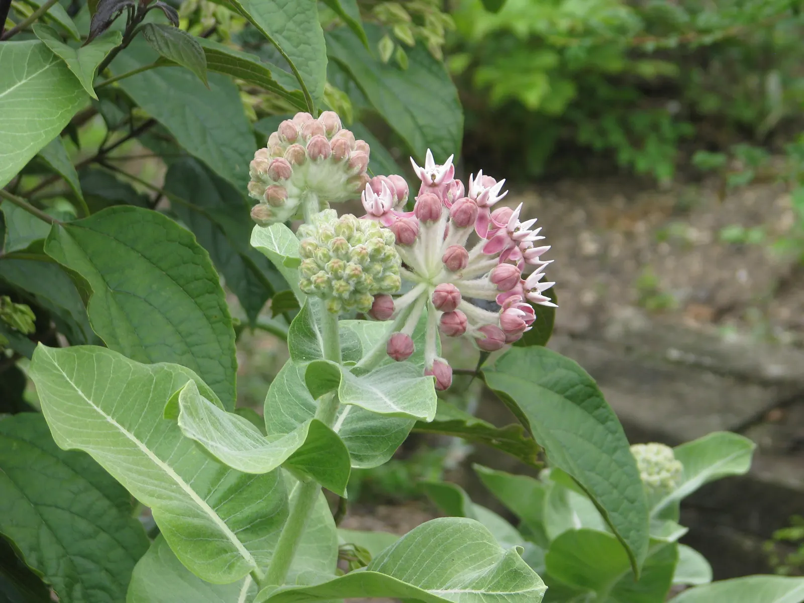 Showy Milkweed (Asclepias Speciosa) — providing essential caterpillar habitat and food source with its lush