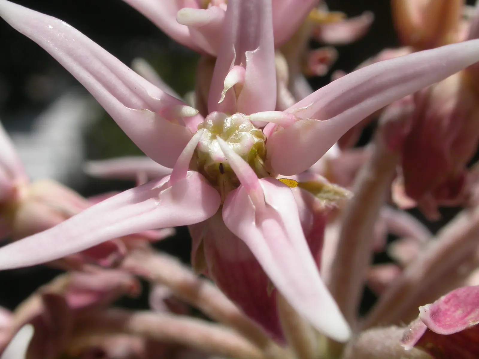 Showy Milkweed (Asclepias Speciosa) — perennial for full; enhancing the aesthetic and wildlife value of your client's garden