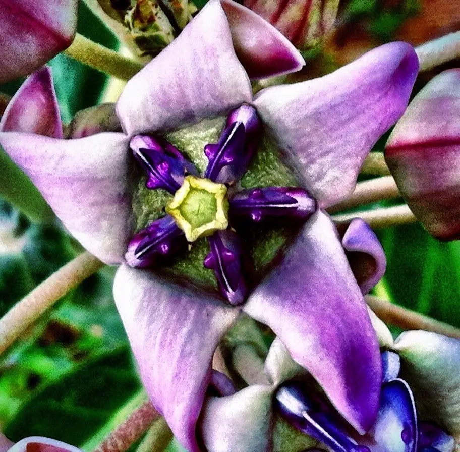 Showy Milkweed (Asclepias Speciosa) — It is drought-tolerant once established; large leaves.<br><br>Reaching heights of about 2 to 4 feet with a similar spread