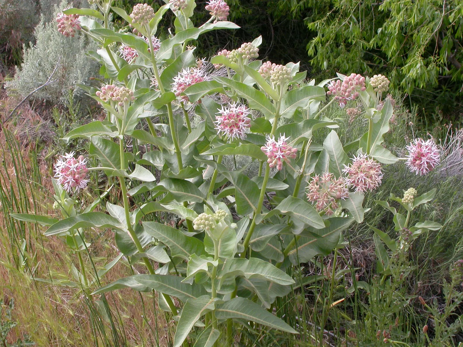 Showy Milkweed (Asclepias Speciosa) — Ensure to provide ample space for it to spread and naturalize; enhancing the aesthetic and wildlife value of, image 80