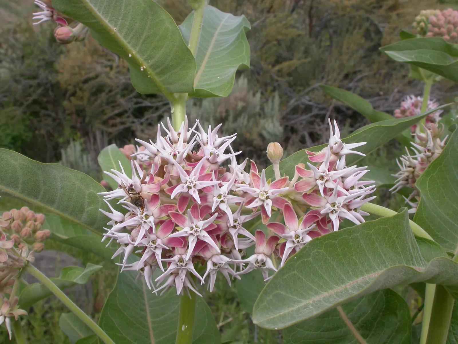 Showy Milkweed (Asclepias Speciosa) — spanning up to 6 inches long; it is drought-tolerant once established