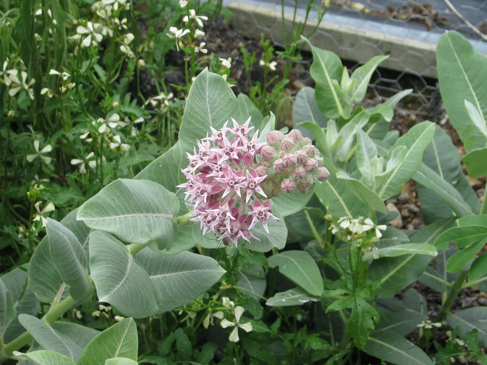 Showy Milkweed (Asclepias Speciosa) — Plant in well-draining soil; cautionary note: sap may irritate skin