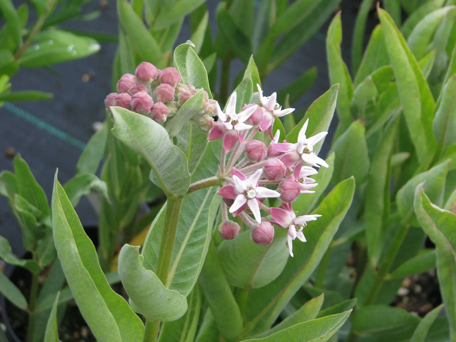 Showy Milkweed (Asclepias Speciosa) — adding to the biodiversity of the garden ecosystem.<br><br>In your landscape design; essential for pollinators, image 77