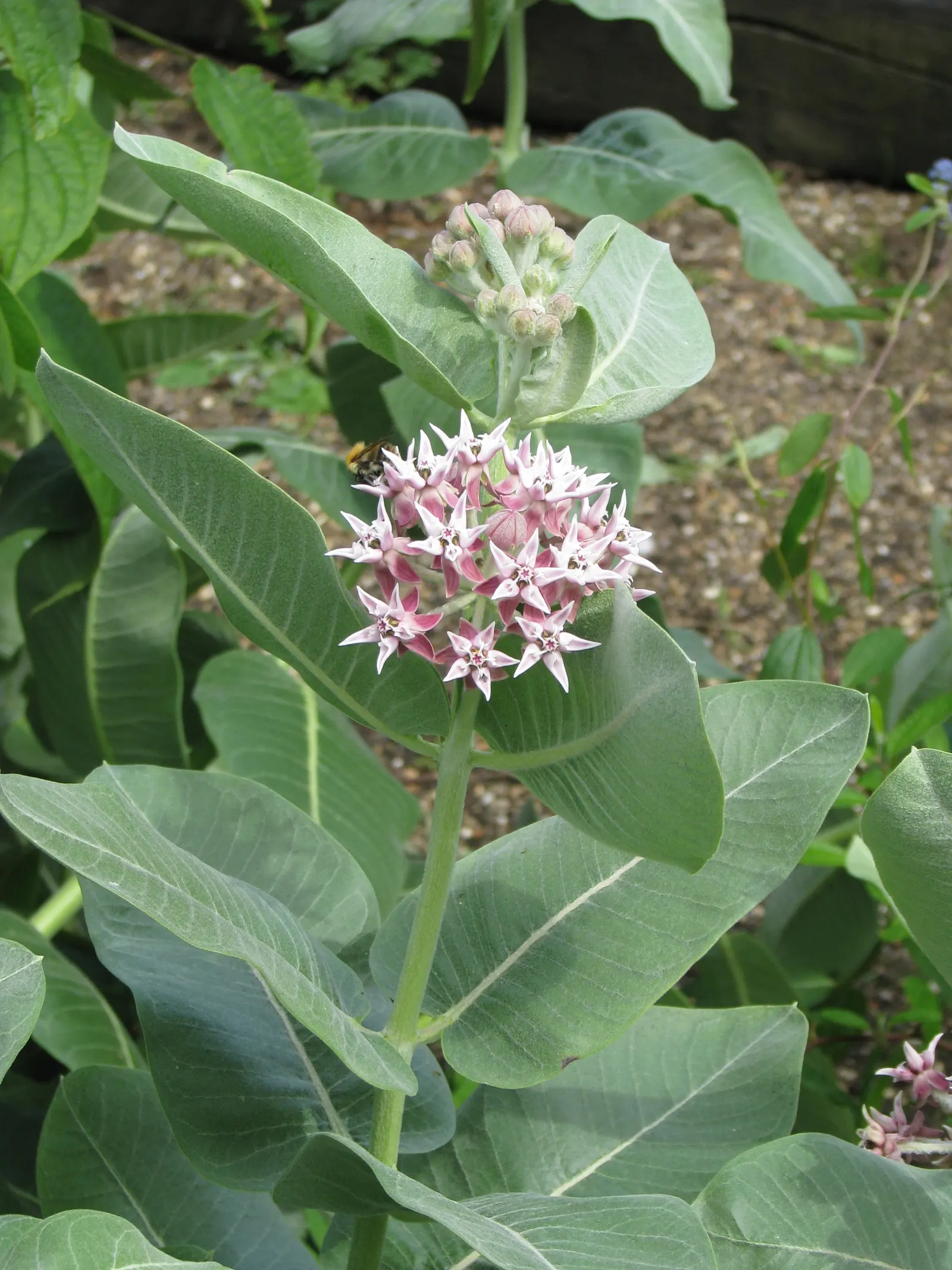 Showy Milkweed (Asclepias Speciosa) — the plant's nectar-rich flowers attract a wide array of beneficial pollinators; enhancing the aesthetic and, image 104