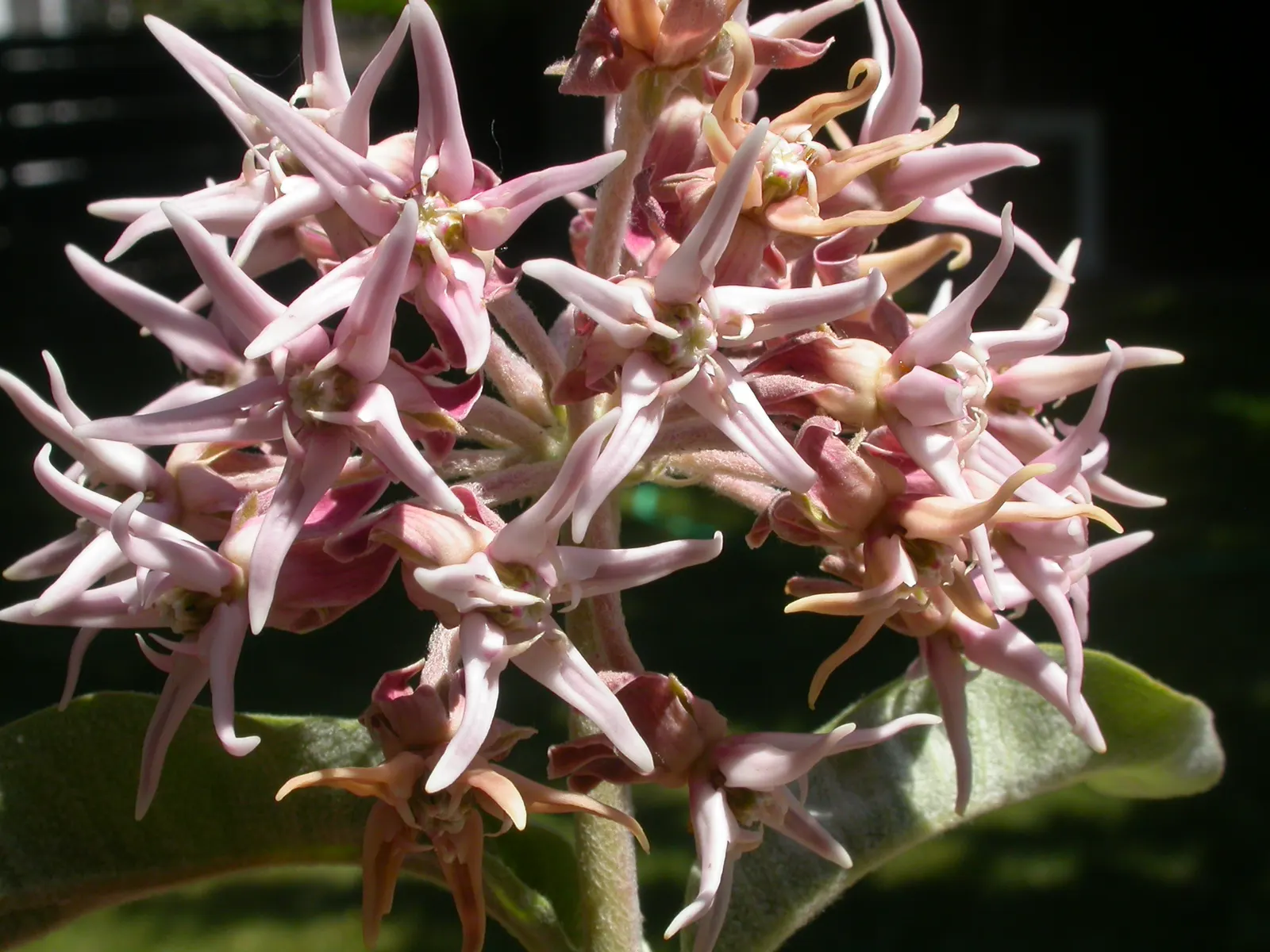 Showy Milkweed (Asclepias Speciosa) — pink and white flowers in the garden; large leaves.<br><br>Reaching heights of about 2 to 4 feet with a, image 82