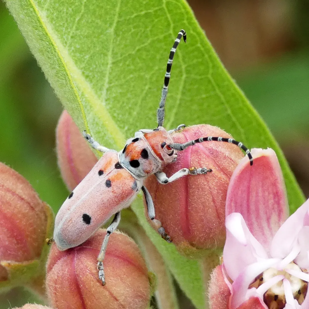 Showy Milkweed (Asclepias Speciosa) — pink and white flowers in the garden; large leaves.<br><br>Reaching heights of about 2 to 4 feet with a similar spread