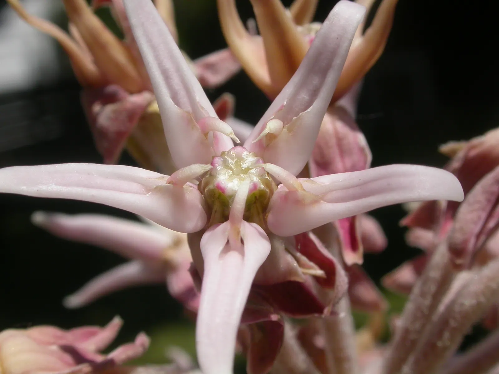 Showy Milkweed (Asclepias Speciosa) — the plant's nectar-rich flowers attract a wide array of beneficial pollinators; enhancing the aesthetic and, image 76
