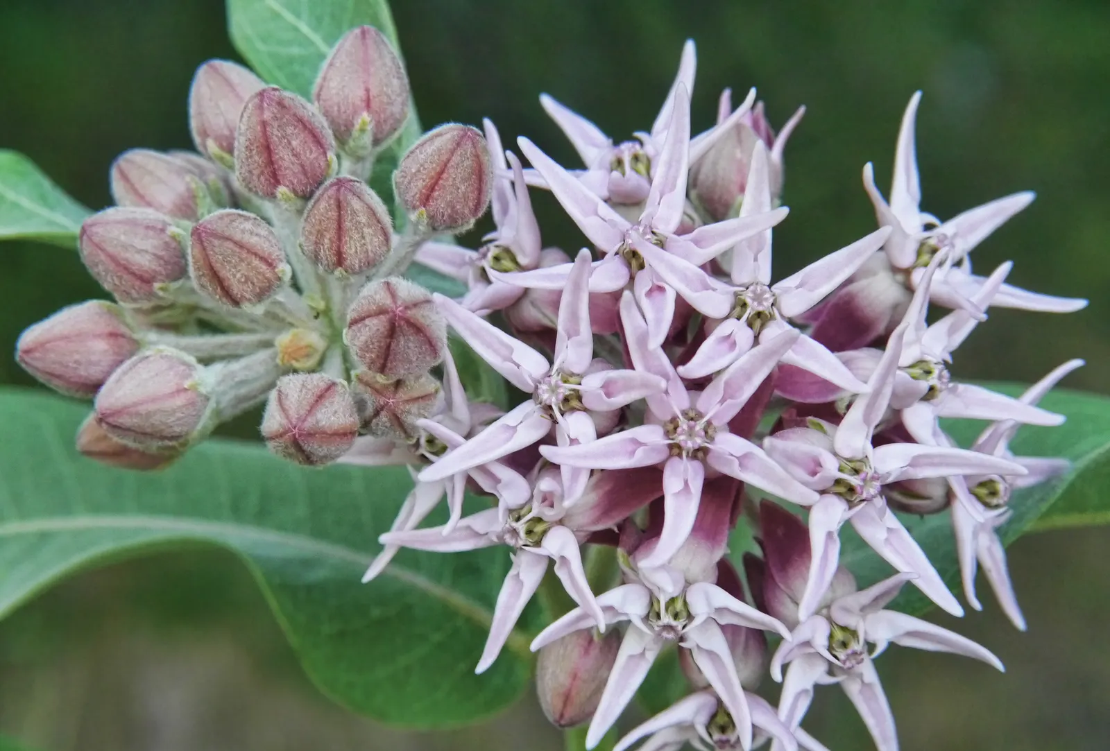 Showy Milkweed (Asclepias Speciosa) — adding to the biodiversity of the garden ecosystem.<br><br>In your landscape design; essential for pollinators, image 105
