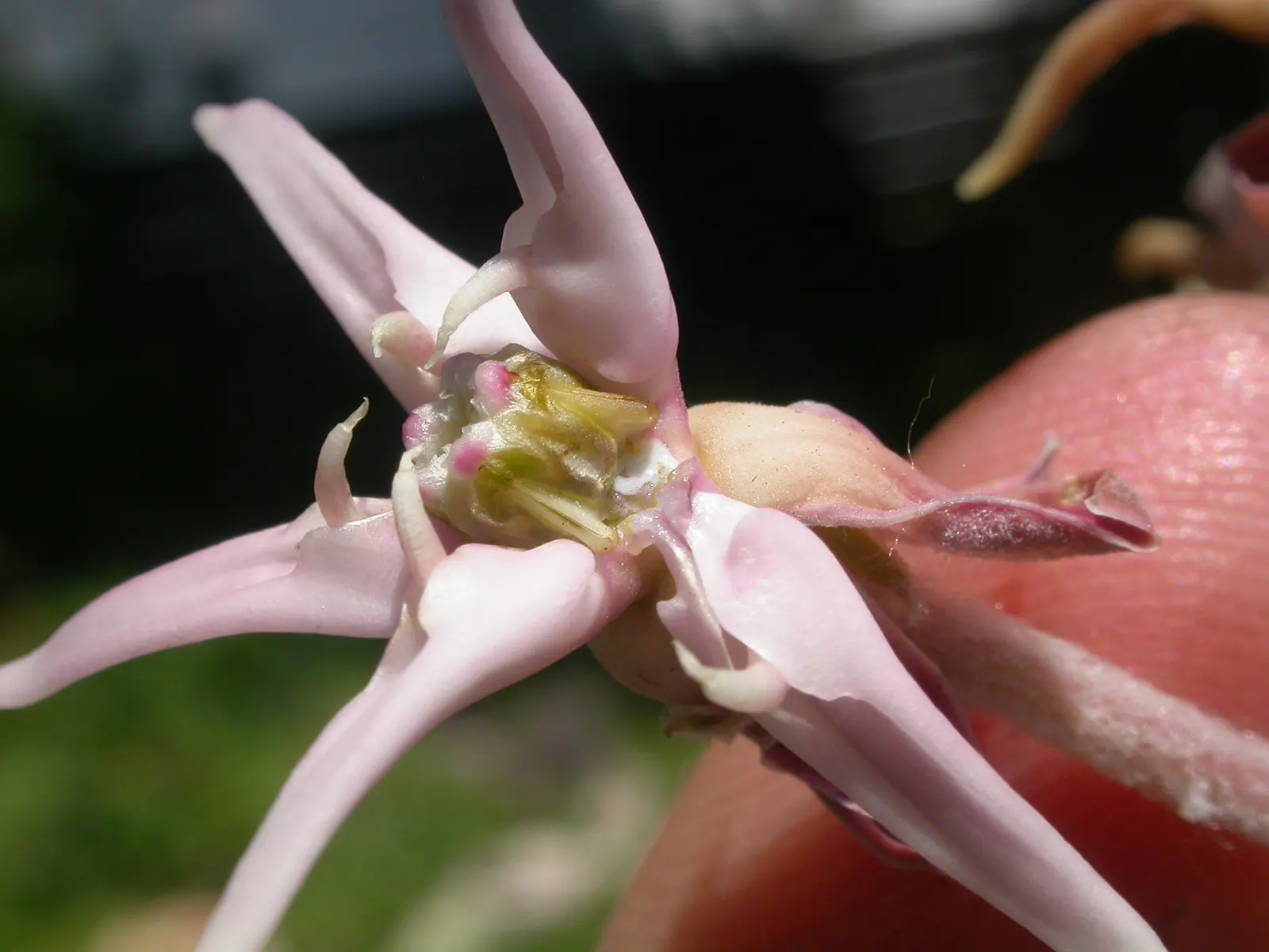 Showy Milkweed (Asclepias Speciosa) — A member of the Apocynaceae family; enhancing the aesthetic and wildlife value of your client's garden, image 92