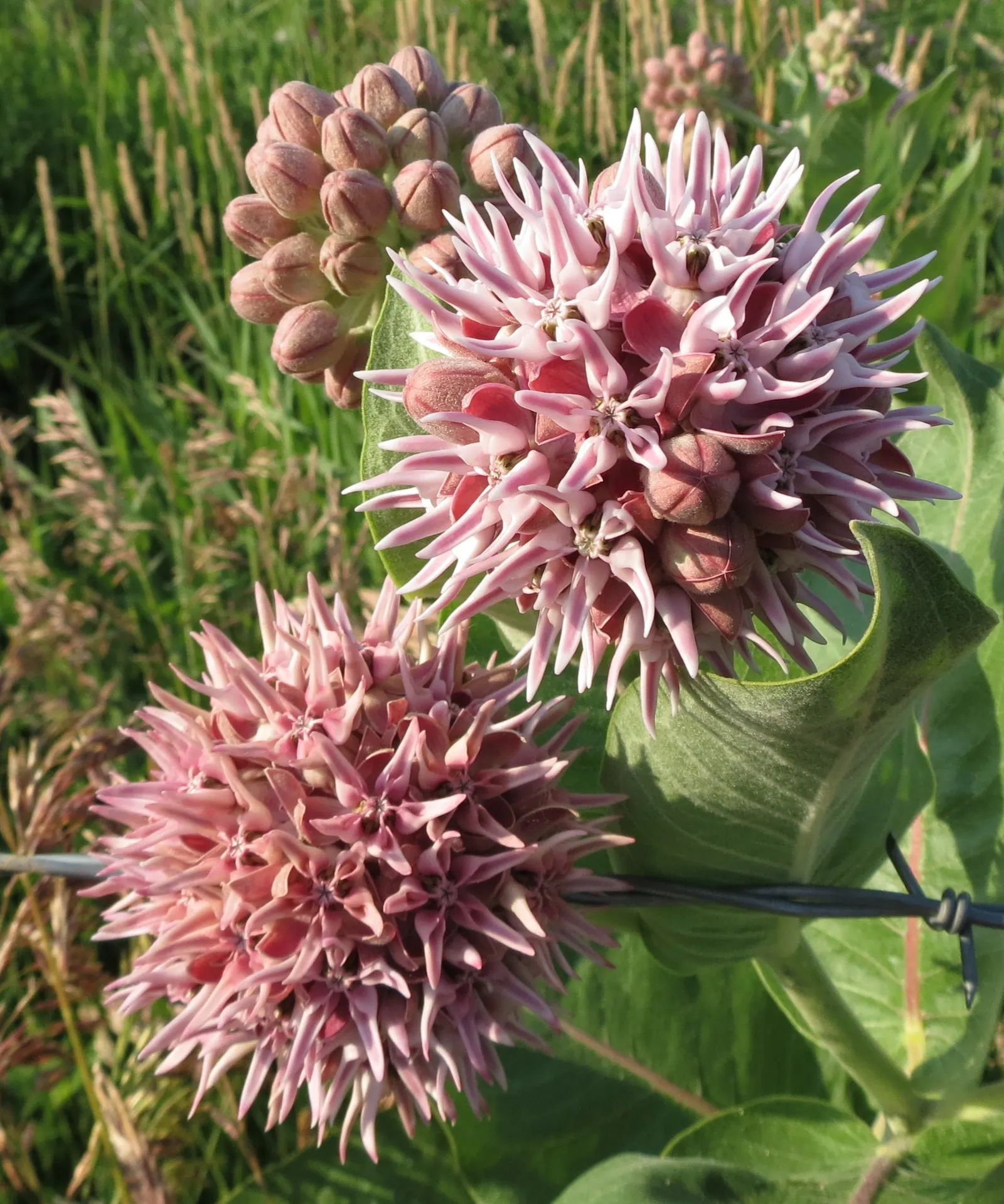 Showy Milkweed (Asclepias Speciosa) — Thriving in full sun, it grows 2-3 ft tall, with a 1-2 ft spread, and flourishes in zones 3-9; large, image 58
