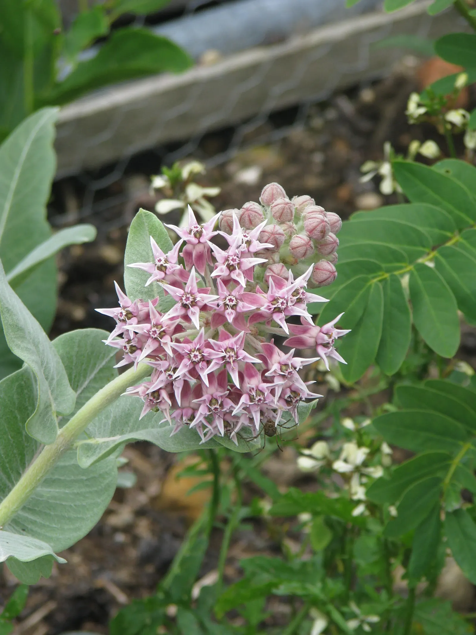 Showy Milkweed (Asclepias Speciosa) — Ensure to provide ample space for it to spread and naturalize; enhancing the aesthetic and wildlife value of your
