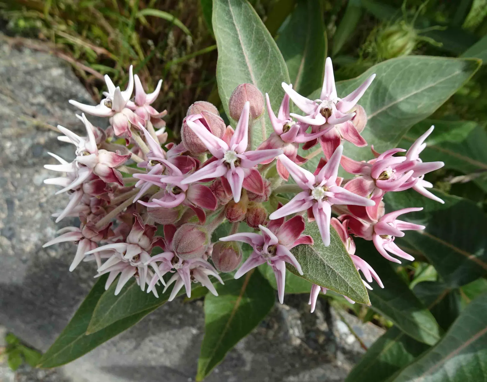 Showy Milkweed (Asclepias Speciosa) — Ideal to naturalize in wildflower meadows or borders