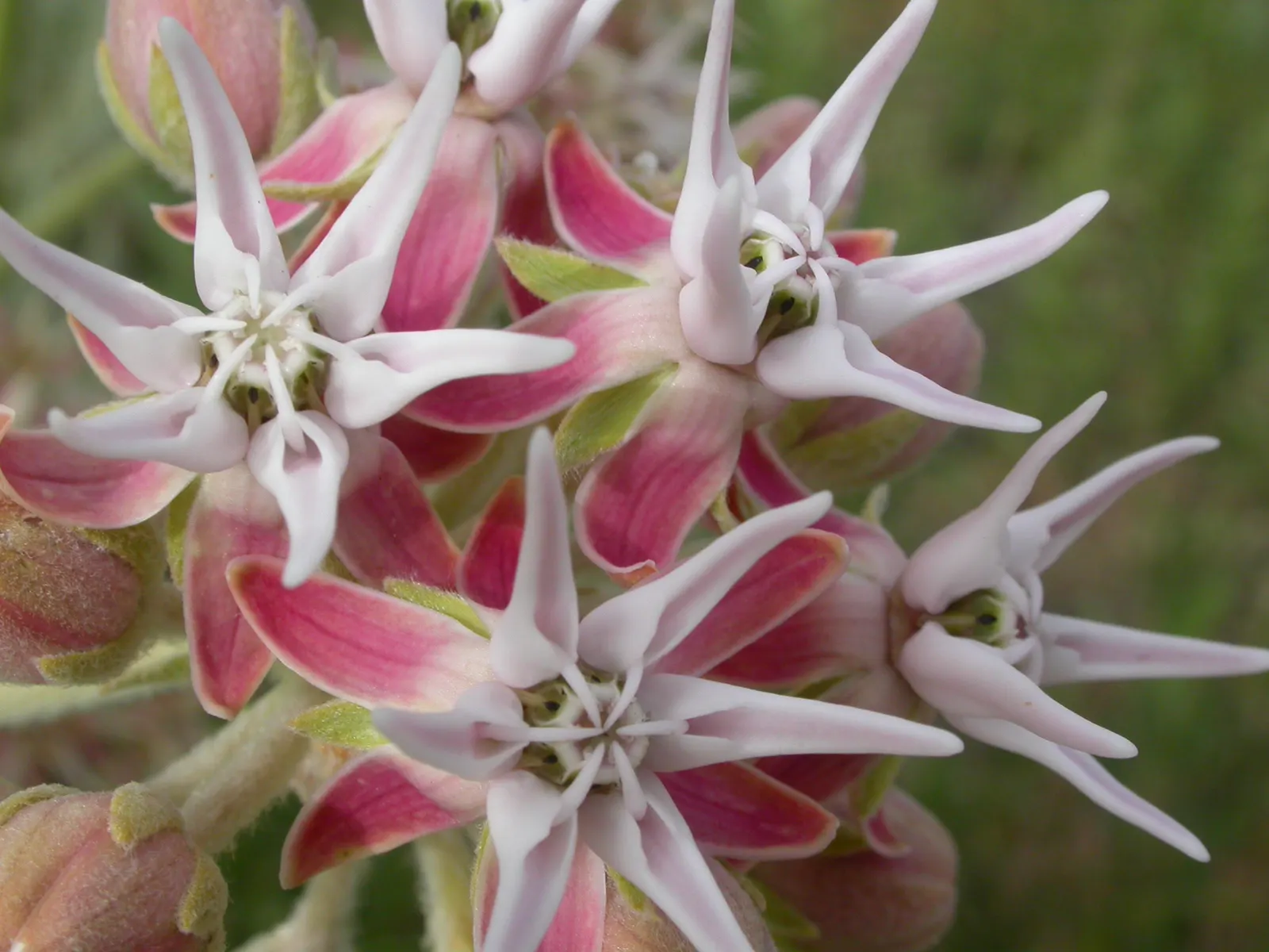 Showy Milkweed (Asclepias Speciosa) — the Showy Milkweed is characterized by its stout; enhancing the aesthetic and wildlife value of your client's garden