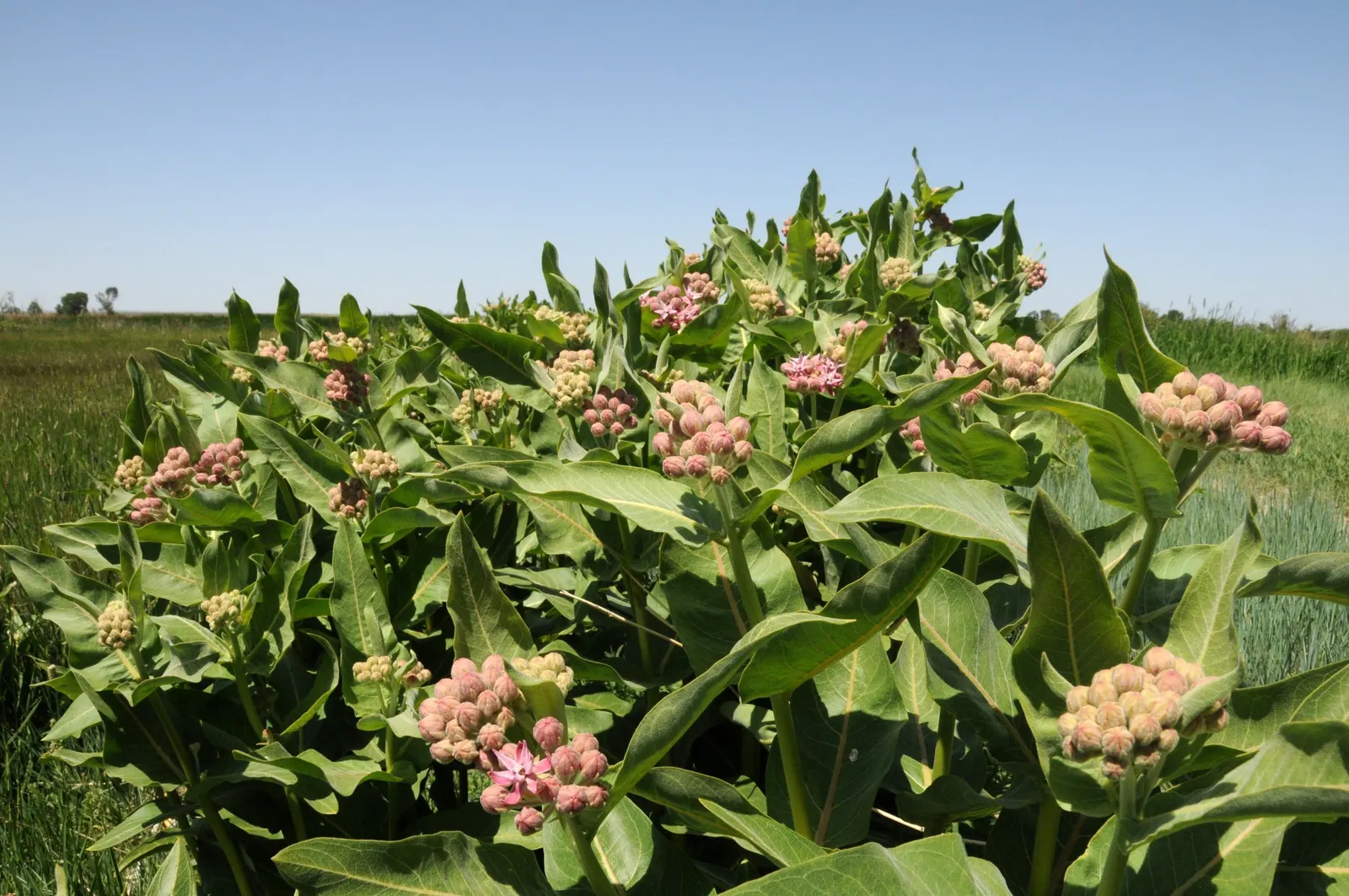 Showy Milkweed (Asclepias Speciosa) — Thriving in full sun, it grows 2-3 ft tall, with a 1-2 ft spread, and flourishes in zones 3-9; large, image 114