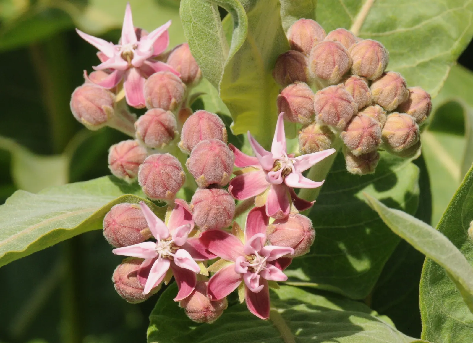 Showy Milkweed (Asclepias Speciosa) — spanning up to 6 inches long; it is drought-tolerant once established, image 71