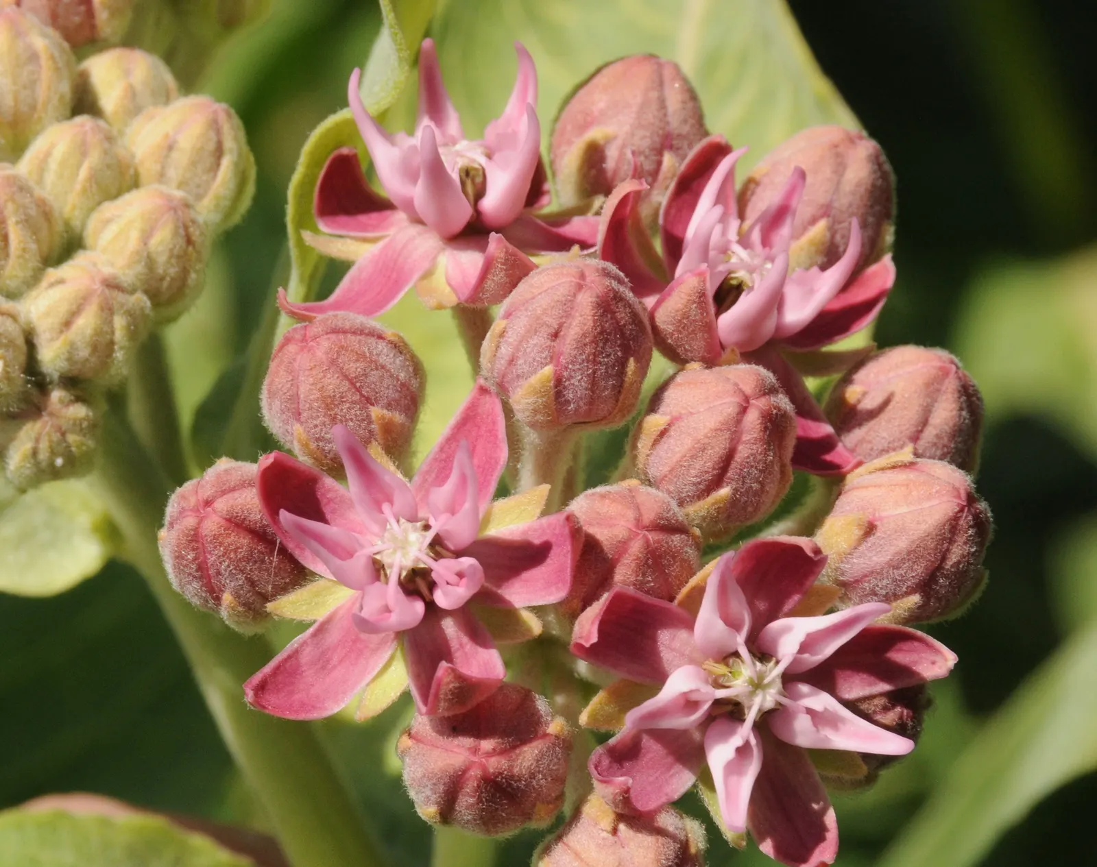 Showy Milkweed (Asclepias Speciosa) — Showy Milkweed (Asclepias speciosa) is a native perennial, celebrated for its robust pinkish-purple blooms, image 57