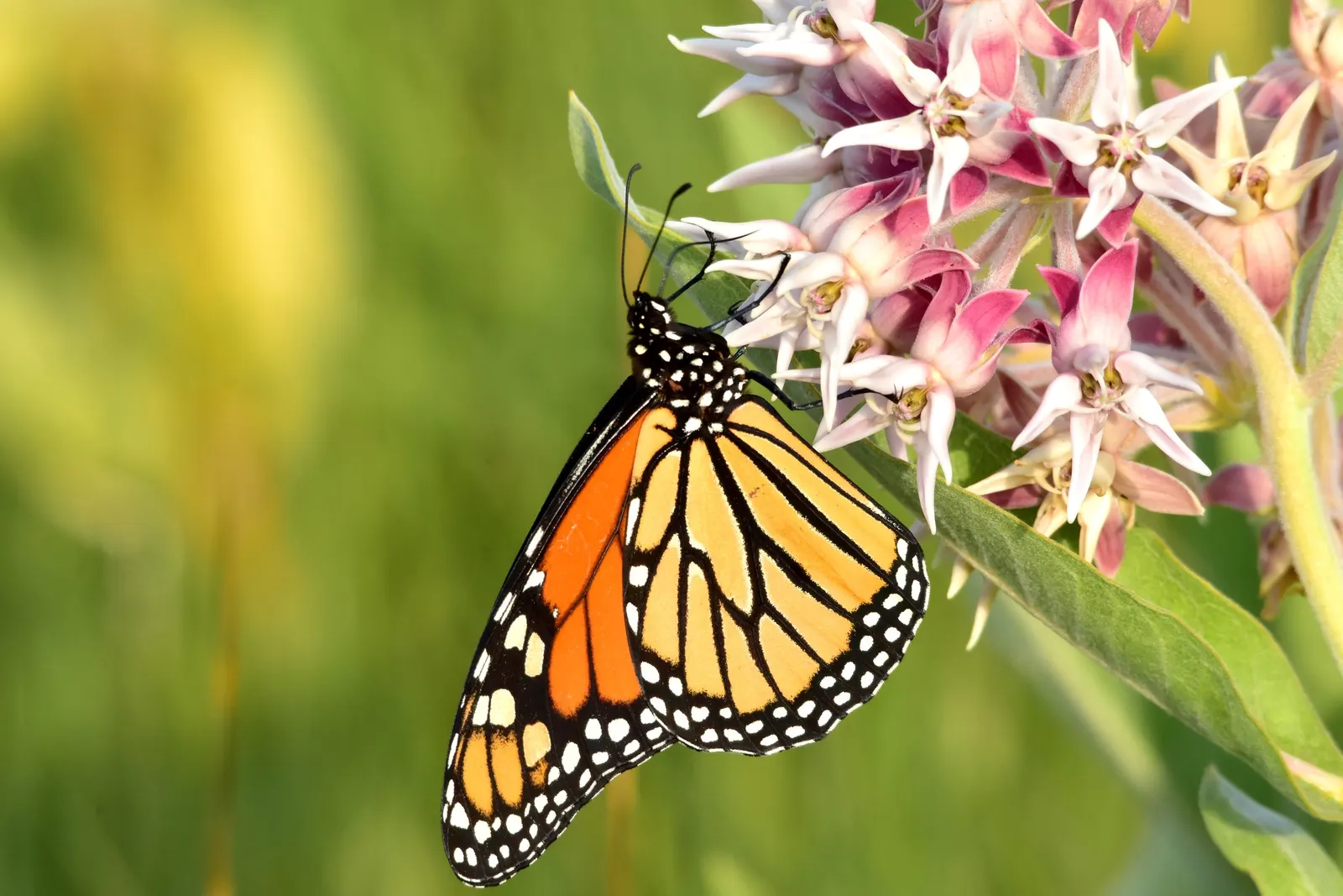Showy Milkweed (Asclepias Speciosa) — A member of the Apocynaceae family