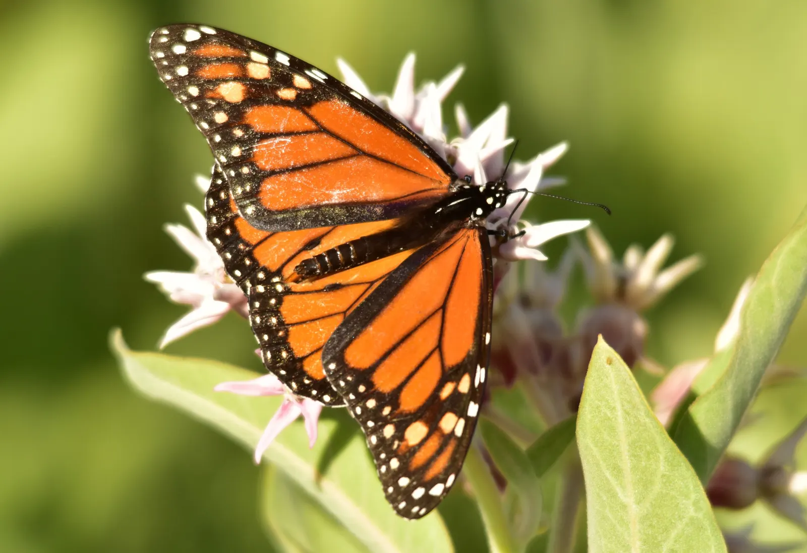 Showy Milkweed (Asclepias Speciosa) — consider massing the Showy Milkweed in sunny borders or wildflower meadows; large leaves.<br><br>Reaching, image 106