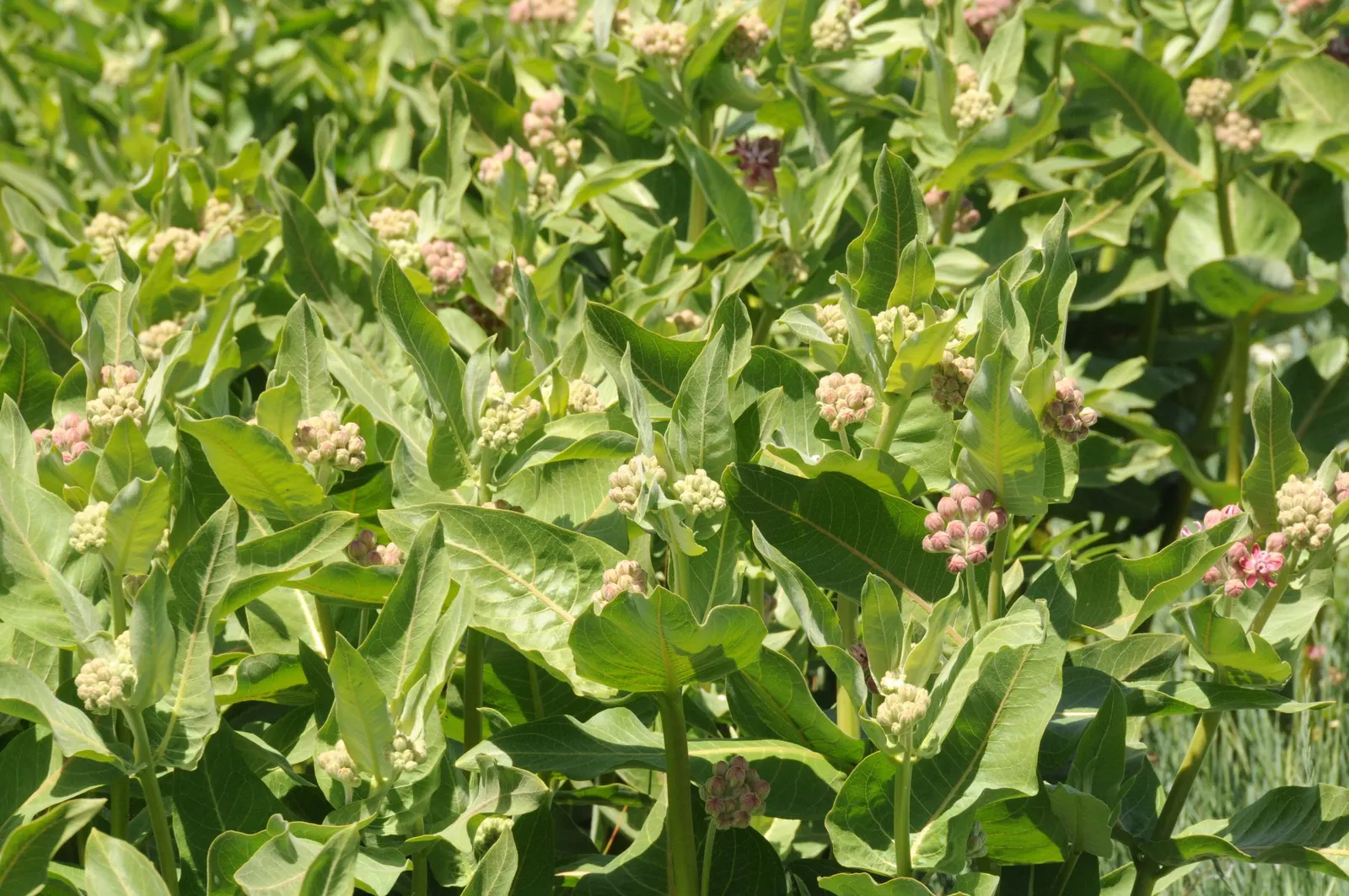Showy Milkweed (Asclepias Speciosa) — making it a low-maintenance choice for xeriscaping or naturalistic plantings; it is drought-tolerant once, image 103