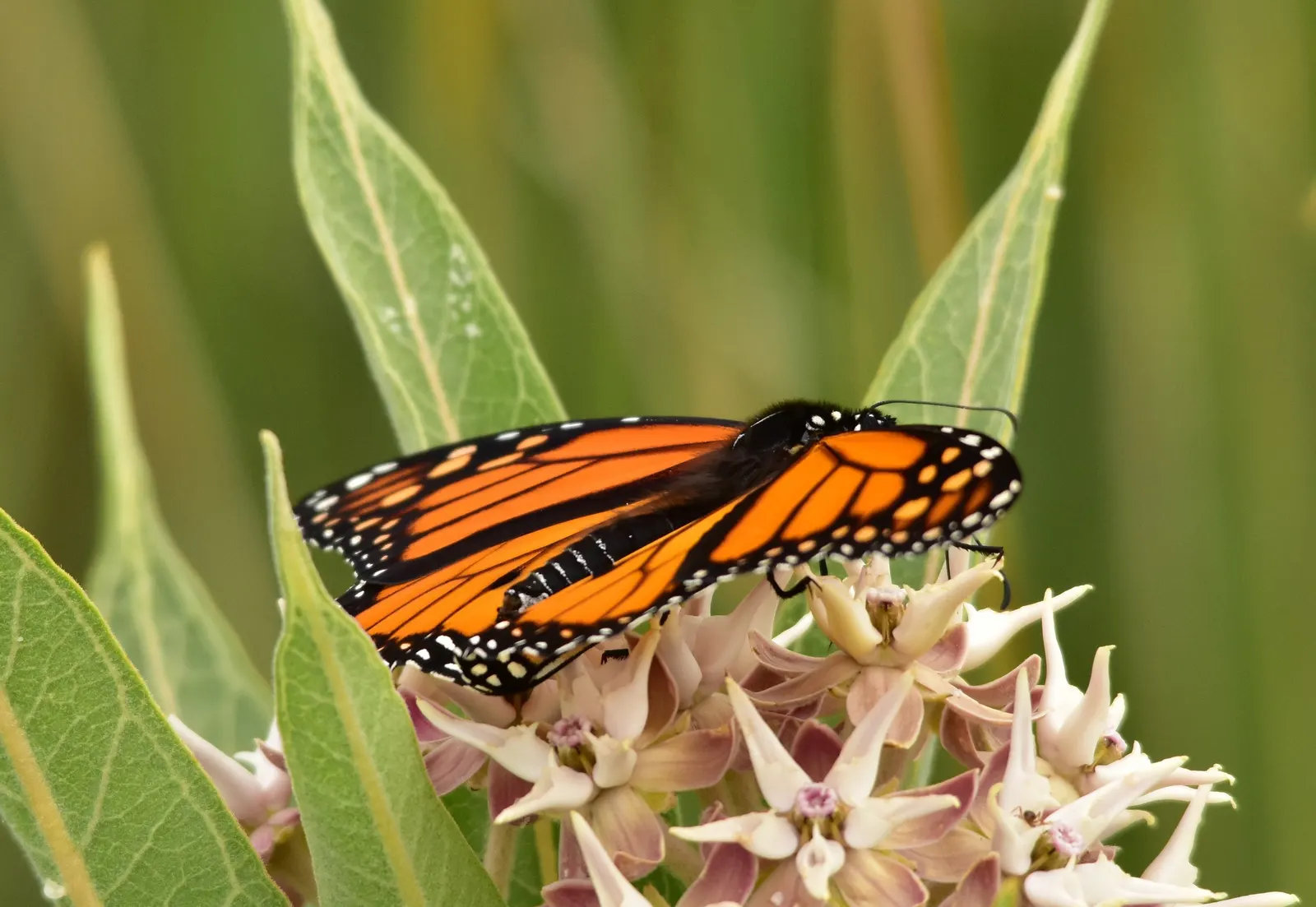 Showy Milkweed (Asclepias Speciosa) — the Showy Milkweed is characterized by its stout; enhancing the aesthetic and wildlife value of your client's, image 68