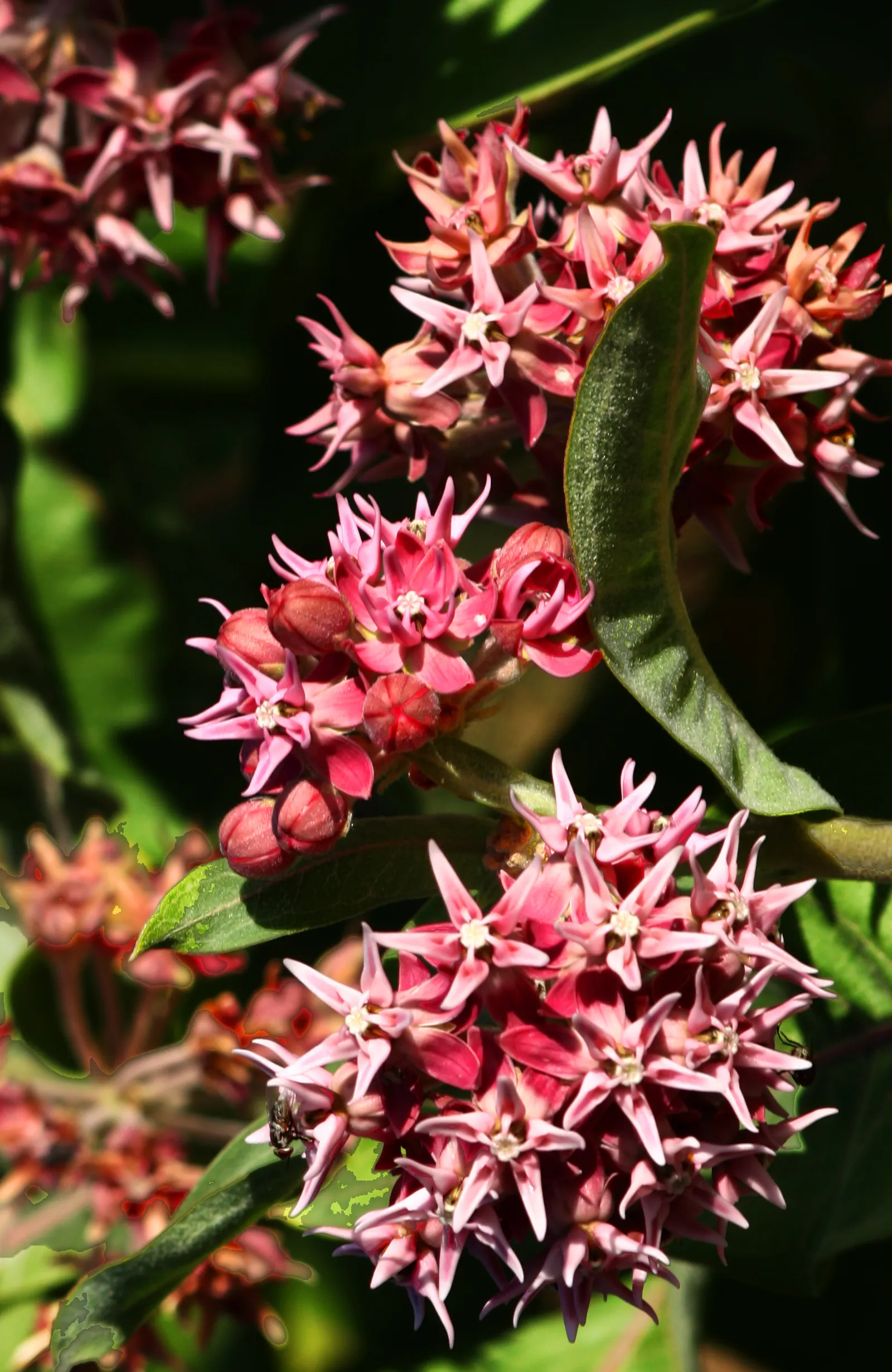 Showy Milkweed (Asclepias Speciosa) — enhancing the aesthetic and wildlife value of your client's garden; essential for pollinators, especially monarch