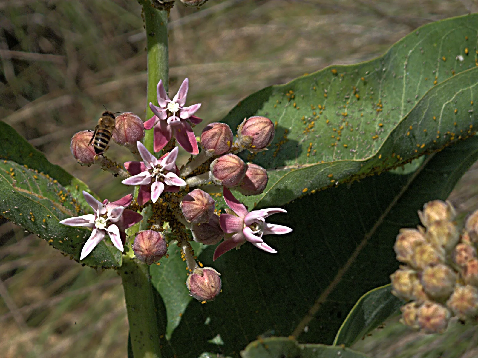 Showy Milkweed (Asclepias Speciosa) — where its showy presence and ecological benefits can be fully appreciated; it is drought-tolerant once established