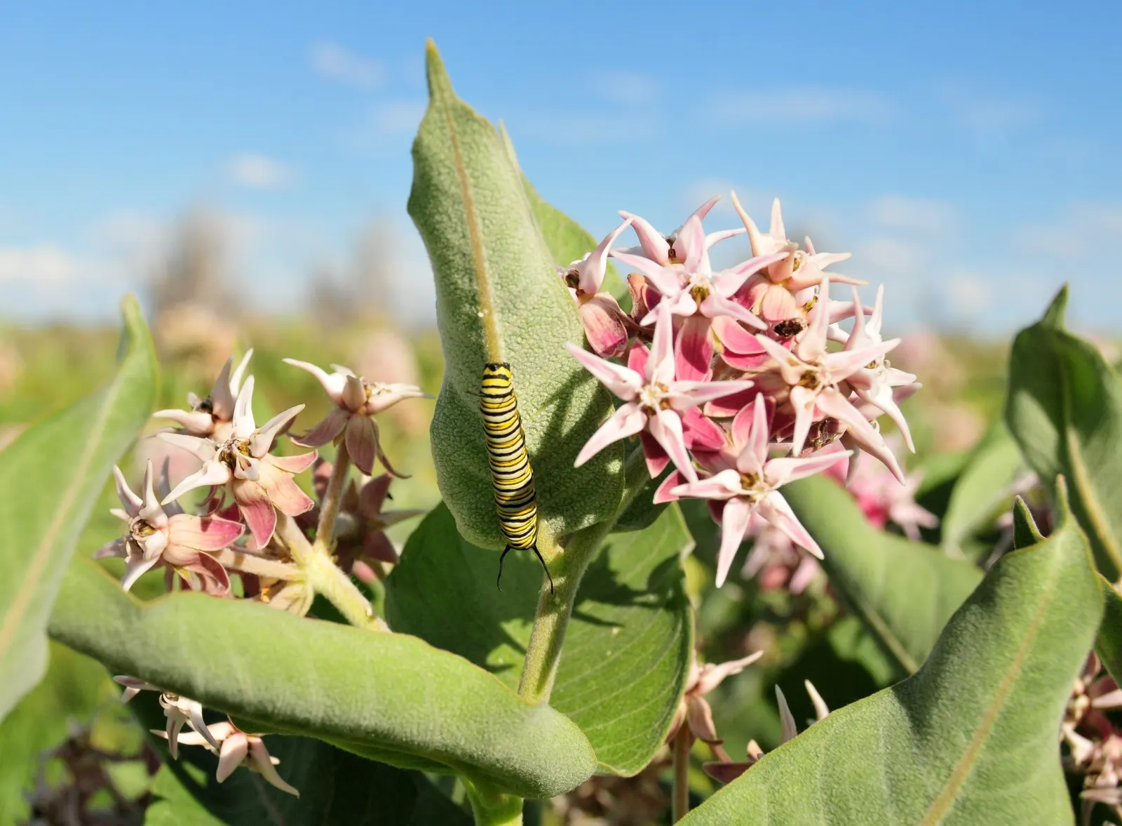 Showy Milkweed (Asclepias Speciosa) — spanning up to 6 inches long; it is drought-tolerant once established, image 99