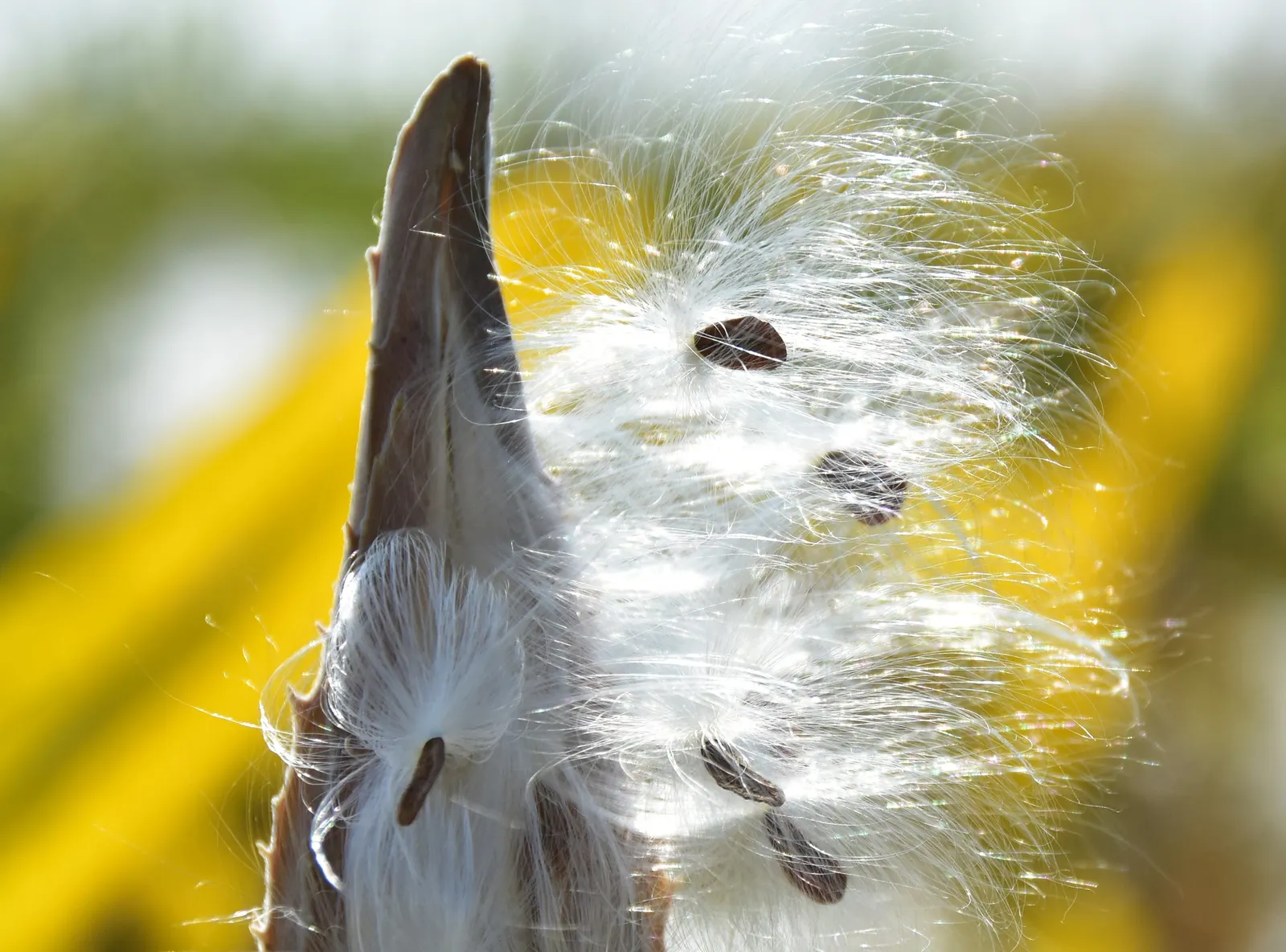 Showy Milkweed (Asclepias Speciosa) — is a perennial wildflower native to the western and central regions of North America