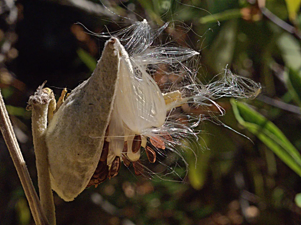 Showy Milkweed (Asclepias Speciosa) — pink and white flowers in the garden