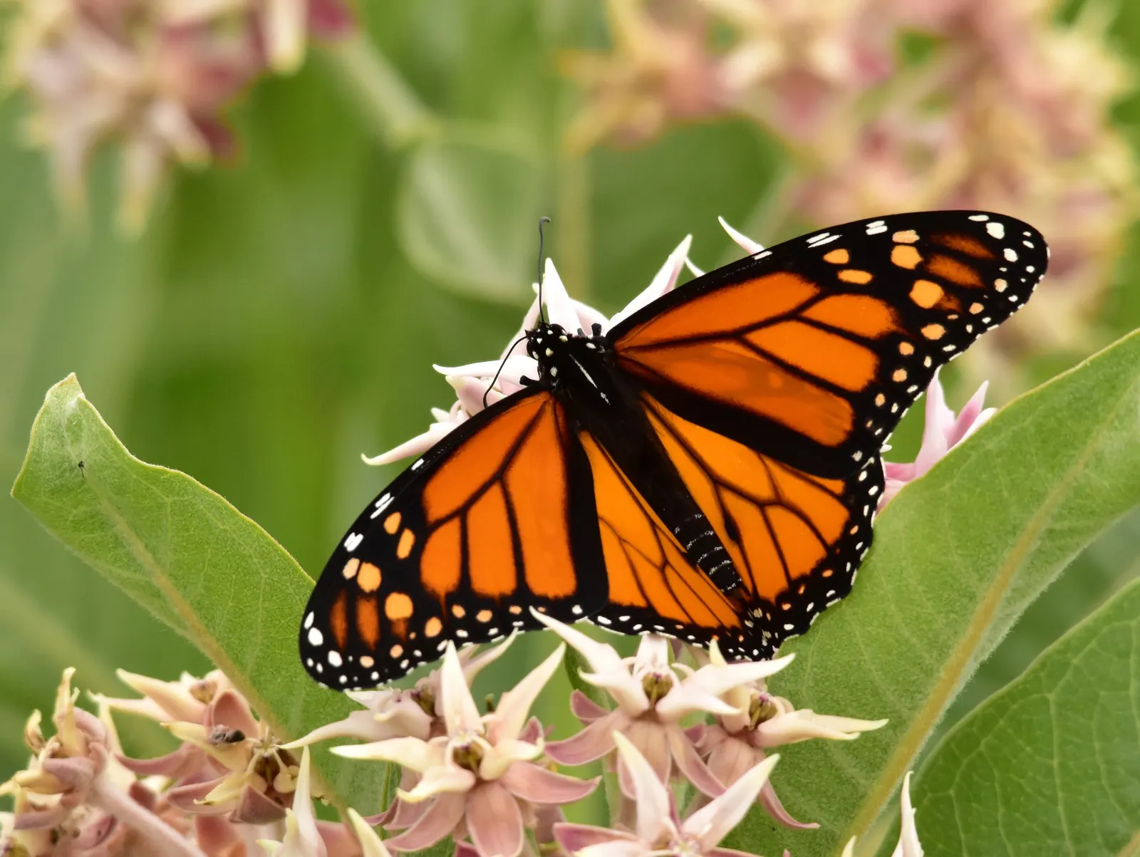 Showy Milkweed (Asclepias Speciosa) — which measure about 3 to 5 inches across