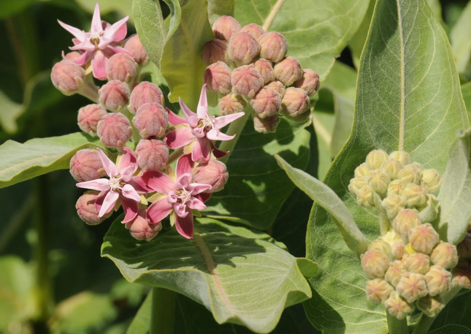 Showy Milkweed (Asclepias Speciosa) — A member of the Apocynaceae family; enhancing the aesthetic and wildlife value of your client's garden