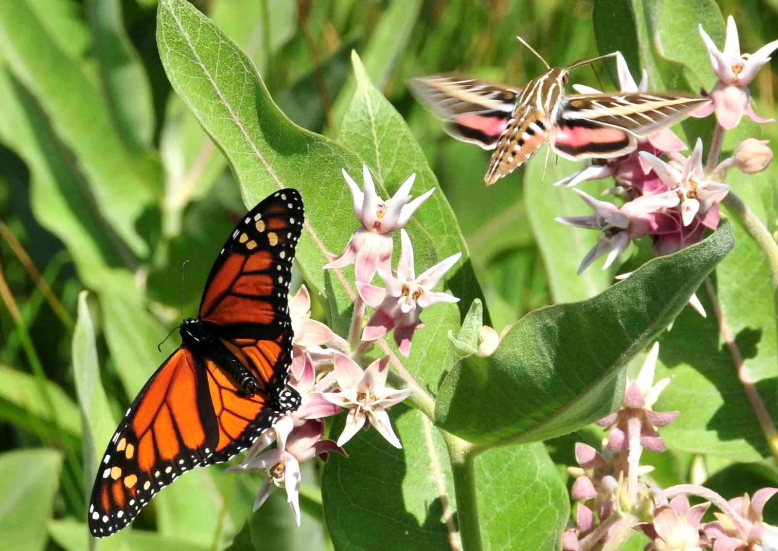 Showy Milkweed (Asclepias Speciosa) — perennial with pink and white blooms
