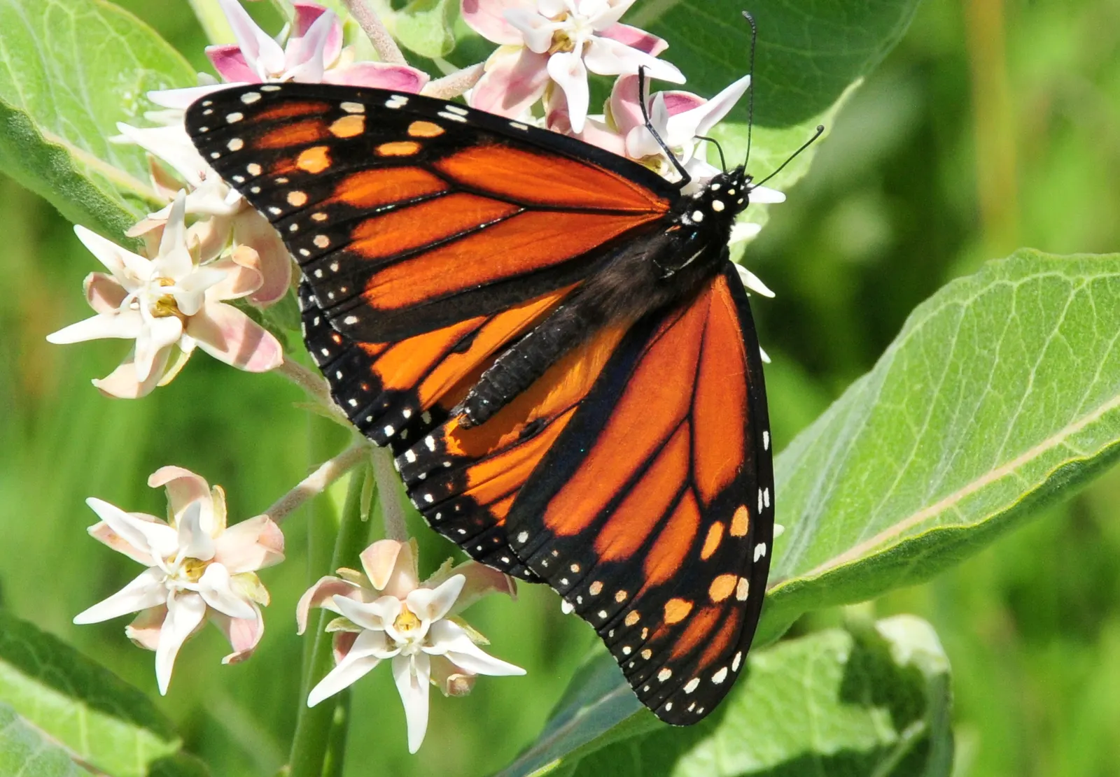 Showy Milkweed (Asclepias Speciosa) — It's drought-tolerant, making it suitable for xeriscaping; it is drought-tolerant once established, image 87