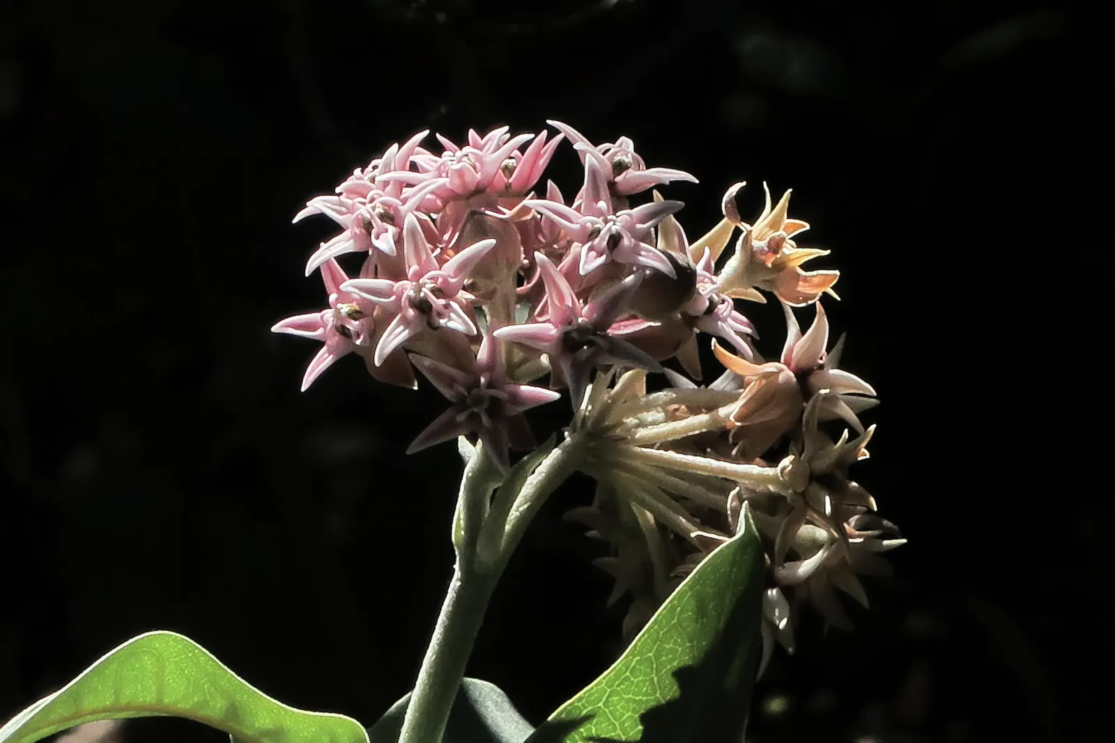 Showy Milkweed (Asclepias Speciosa) — making it a low-maintenance choice for xeriscaping or naturalistic plantings; it is drought-tolerant once established