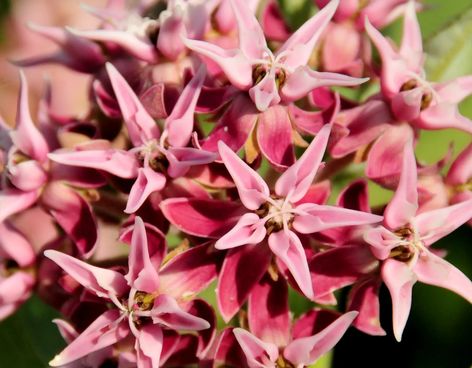 Showy Milkweed (Asclepias Speciosa) — Thriving in full sun, it grows 2-3 ft tall, with a 1-2 ft spread, and flourishes in zones 3-9; large