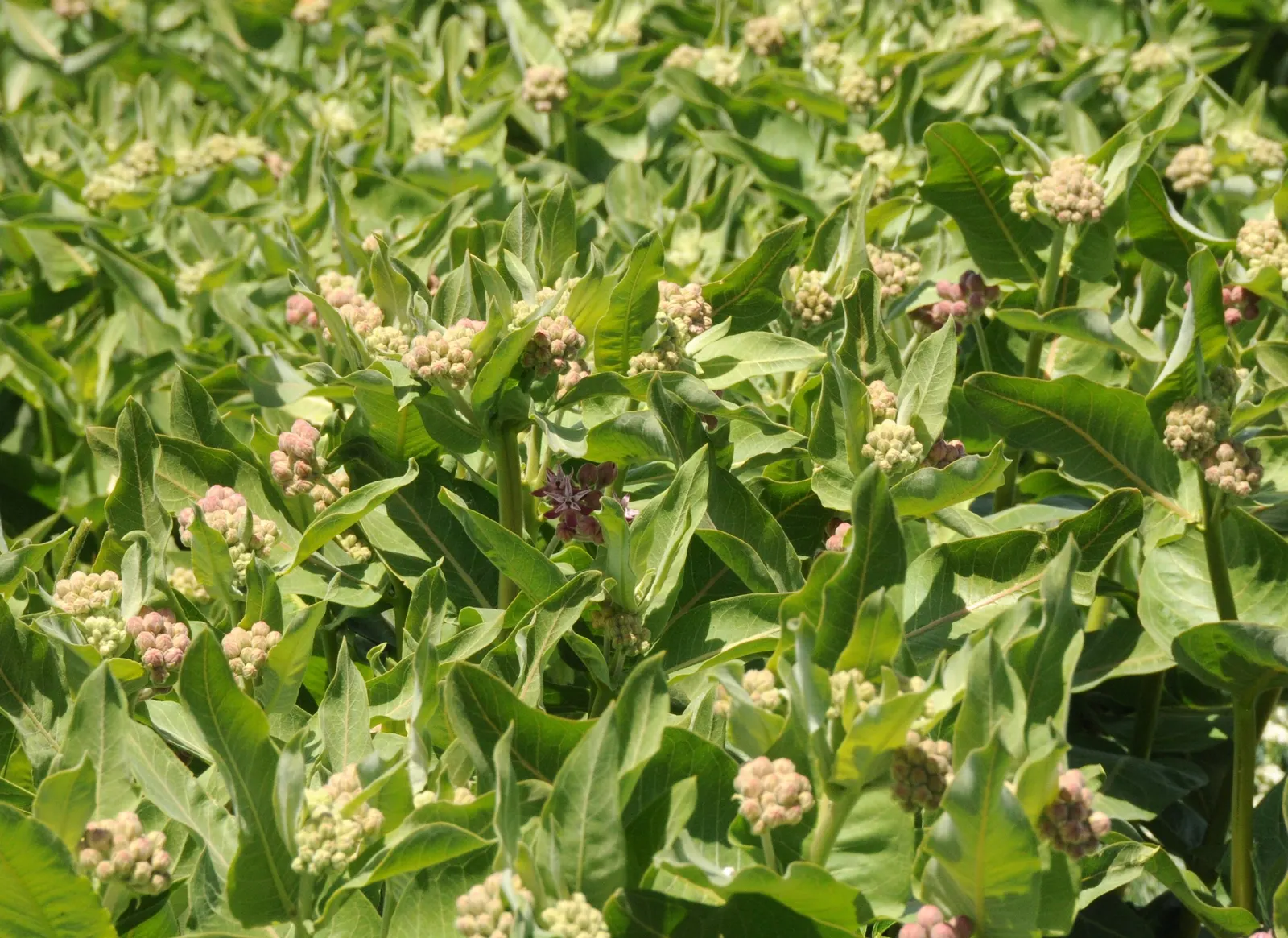 Showy Milkweed (Asclepias Speciosa) — Showy Milkweed (Asclepias speciosa) is a native perennial, celebrated for its robust pinkish-purple blooms; essential for