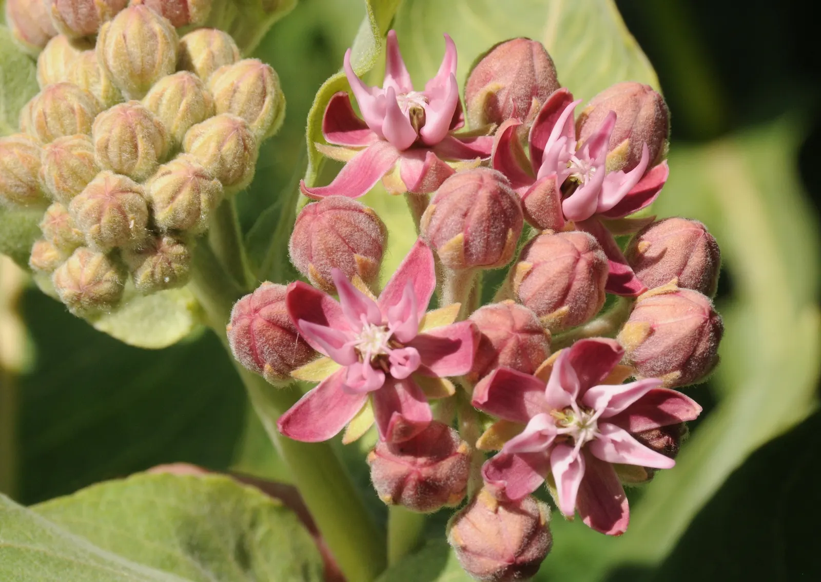 Showy Milkweed (Asclepias Speciosa) — pink and white flowers in the garden; large leaves.<br><br>Reaching heights of about 2 to 4 feet with a, image 110