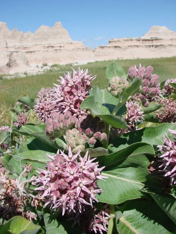 Showy Milkweed (Asclepias Speciosa) — where its showy presence and ecological benefits can be fully appreciated; it is drought-tolerant once, image 107