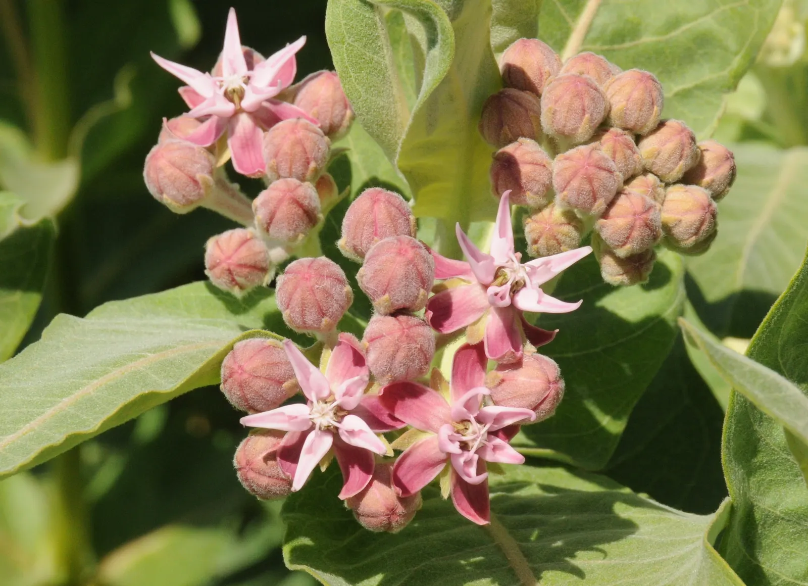 Showy Milkweed (Asclepias Speciosa) — Showy Milkweed (Asclepias speciosa) is a native perennial, celebrated for its robust pinkish-purple blooms