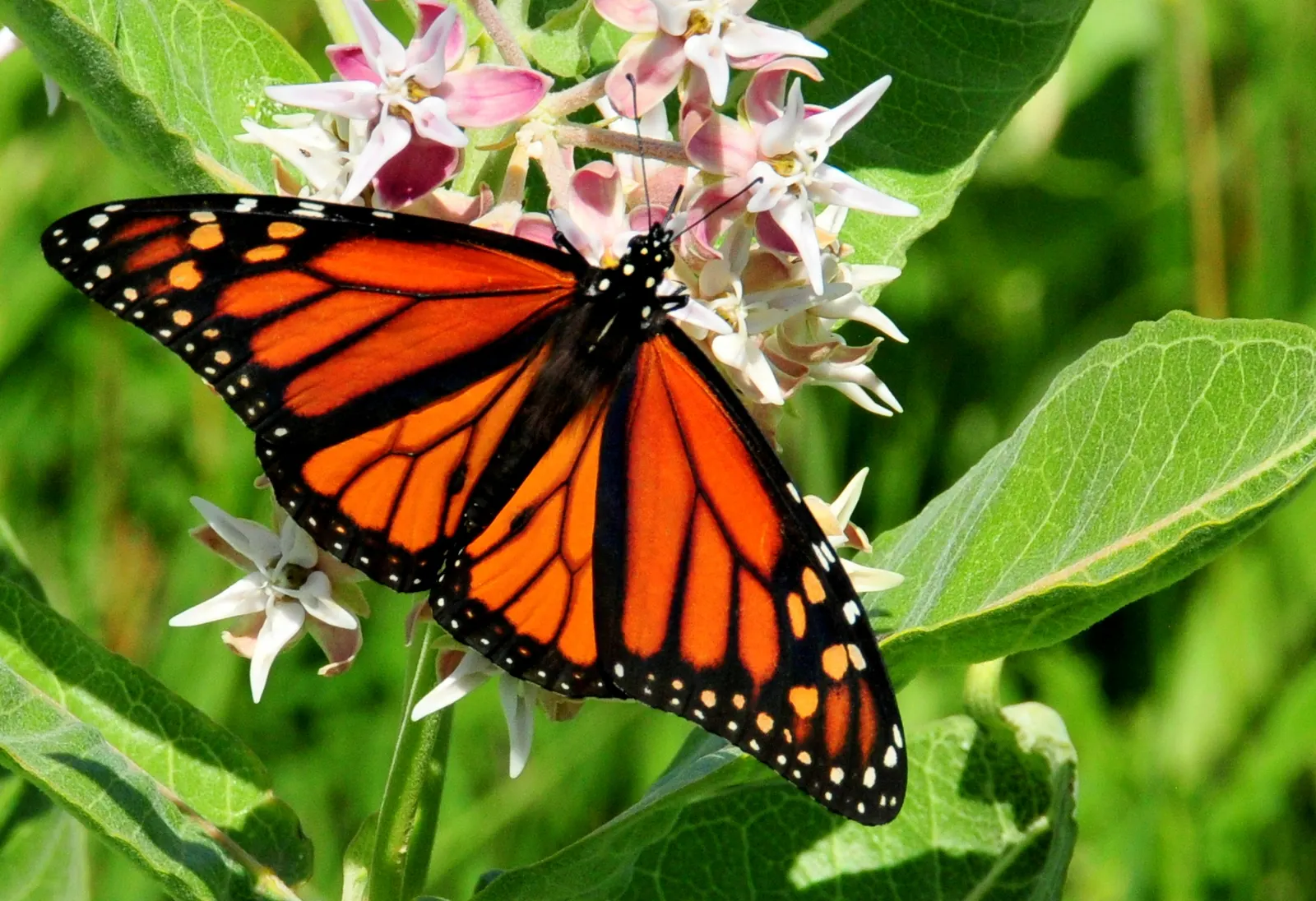 Showy Milkweed (Asclepias Speciosa) — where its showy presence and ecological benefits can be fully appreciated; it is drought-tolerant once, image 79